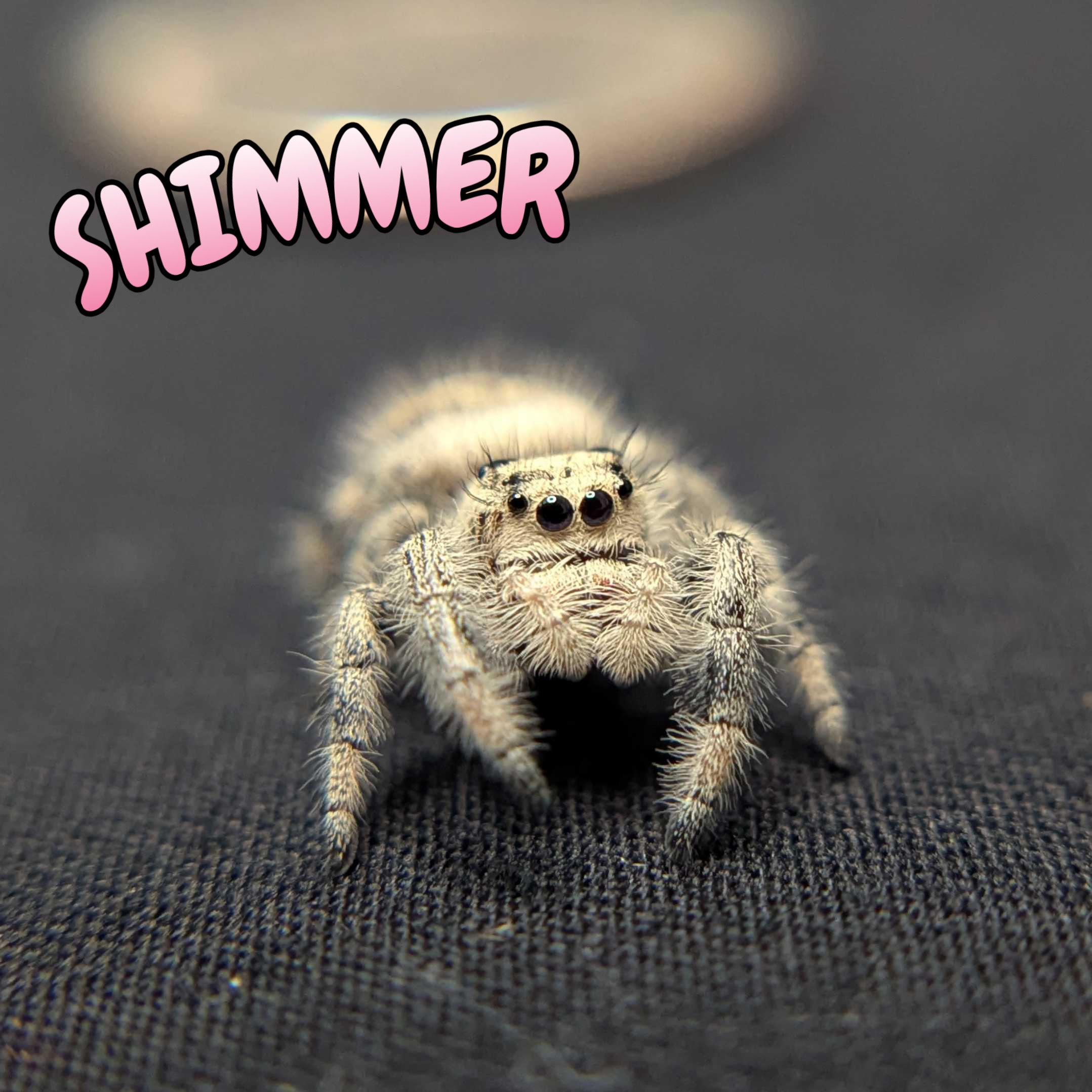 Regal Jumping Spider "Shimmer"
