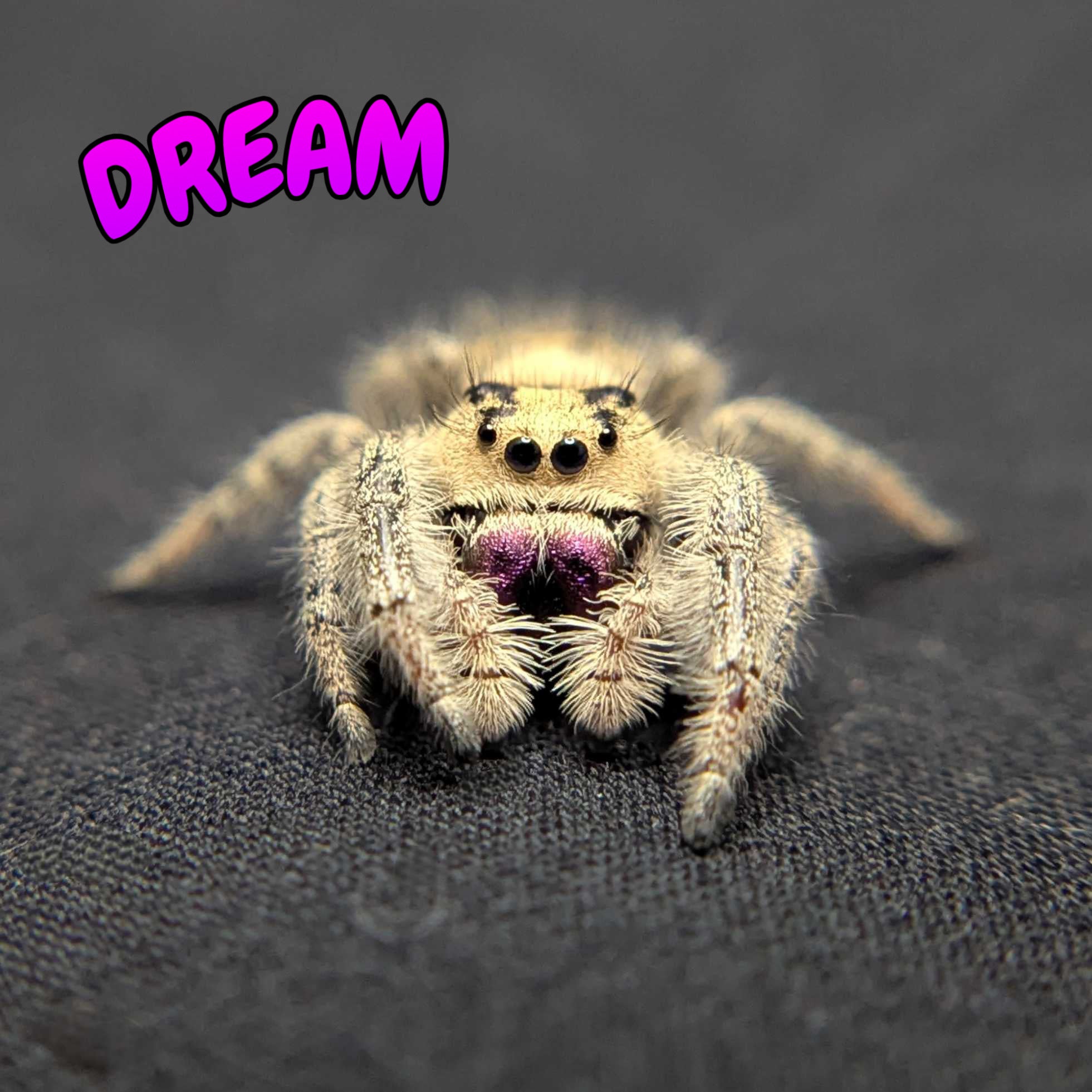 Regal Jumping Spider "Dream"