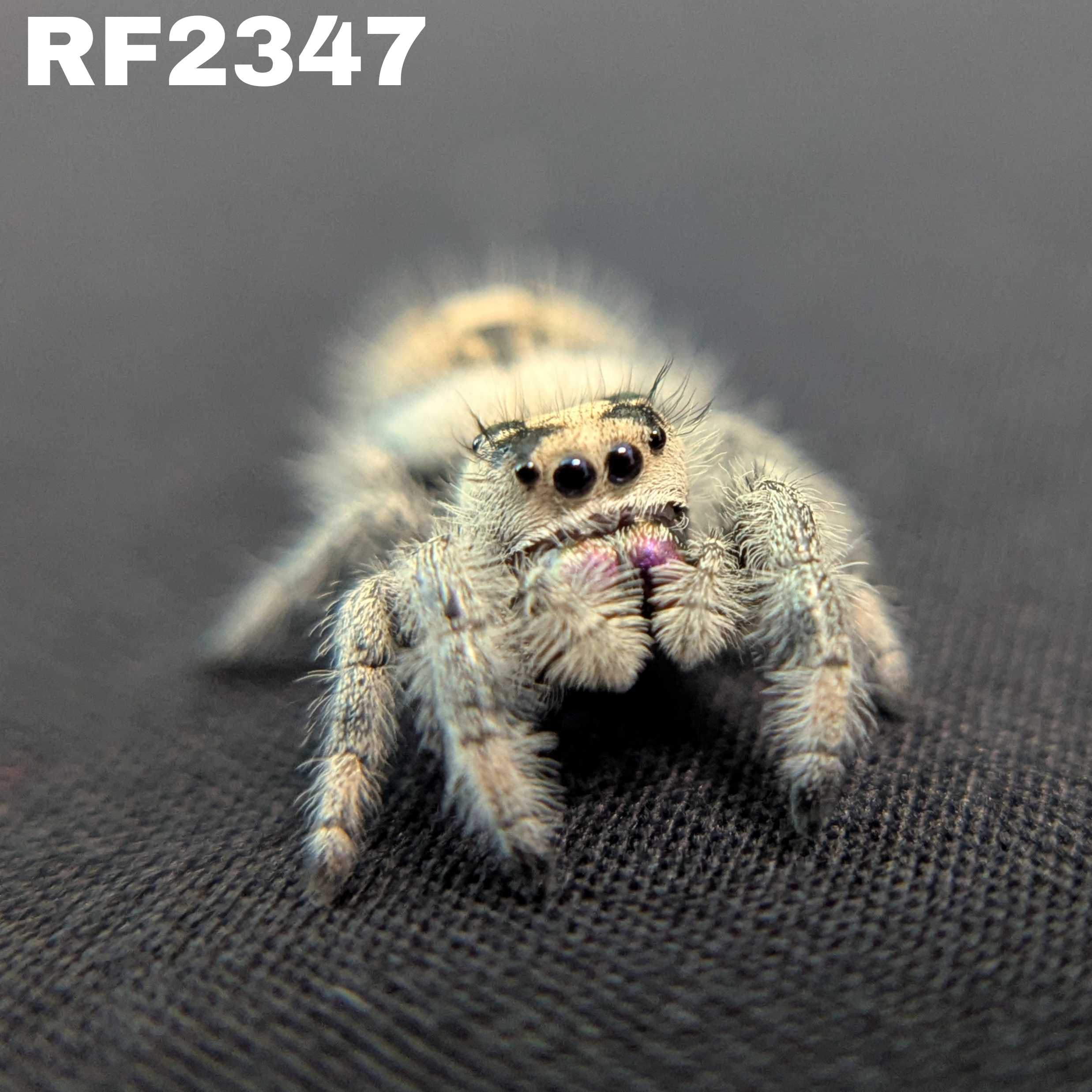 ~Auction~ Regal Jumping Spider "Starburst”