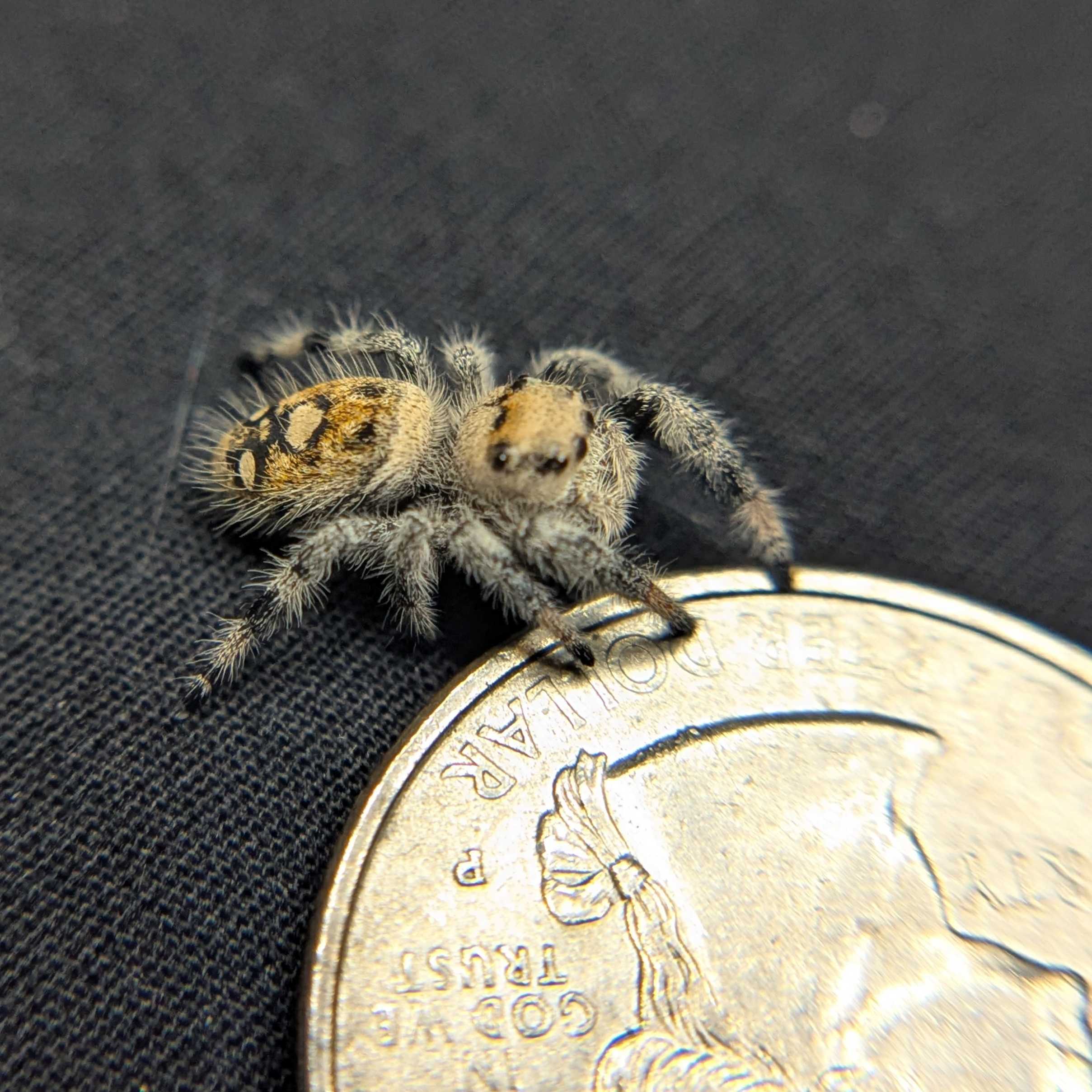 Regal Jumping Spider “Zest”