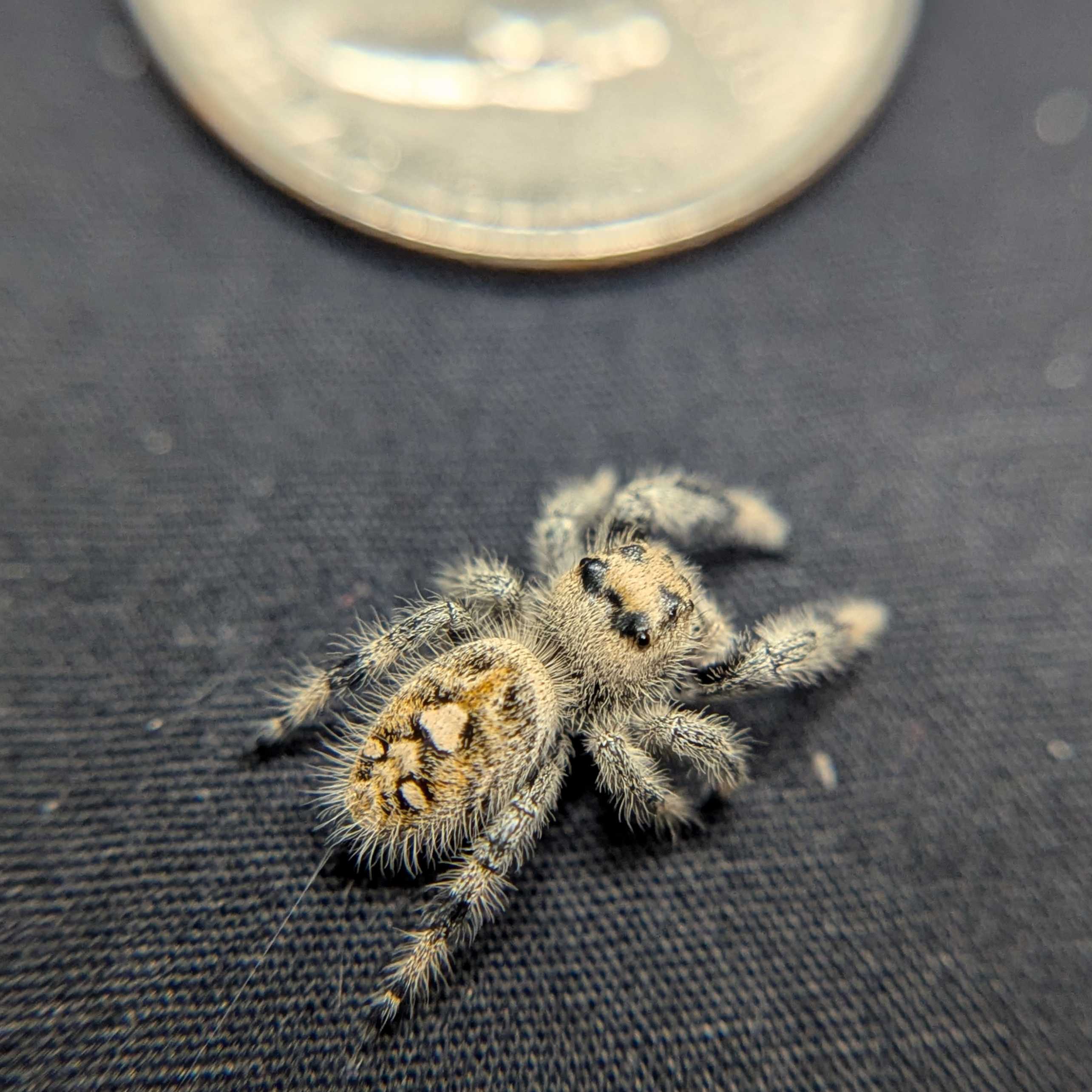 Regal Jumping Spider "Snugglebug"