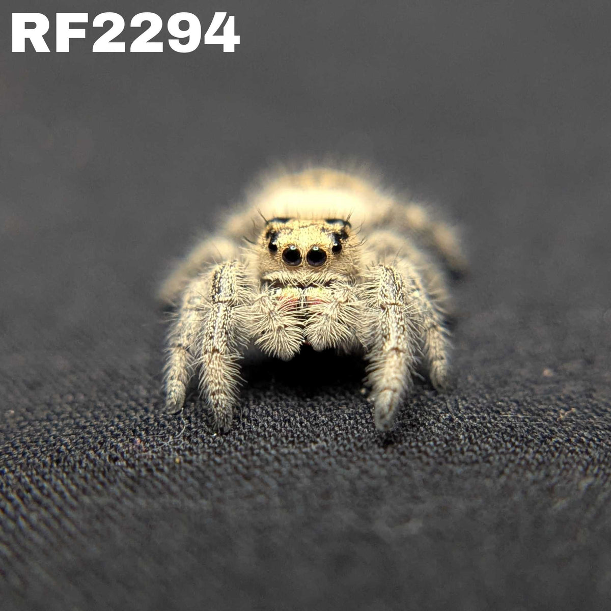 Regal Jumping Spider "Cupid"