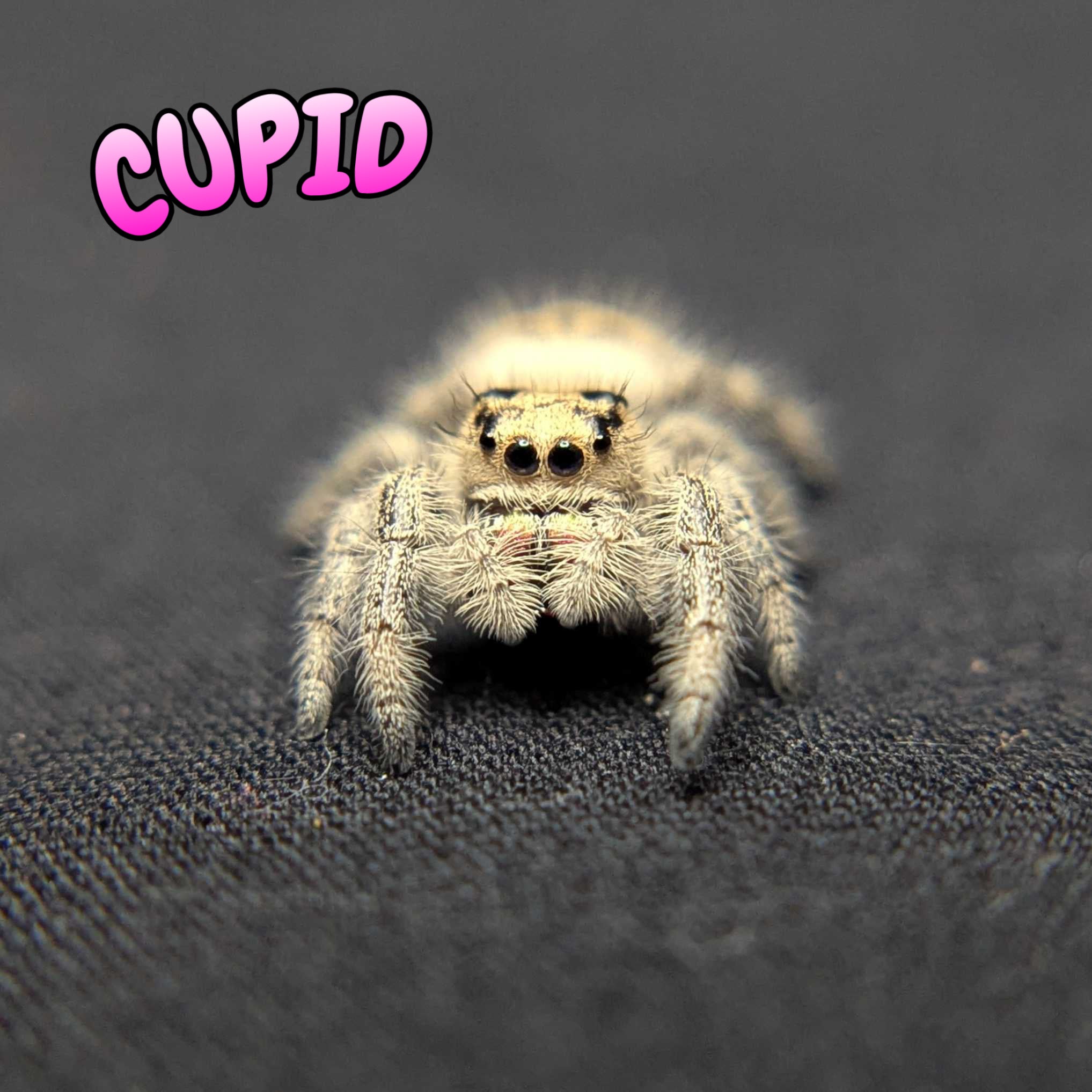 Regal Jumping Spider "Cupid"