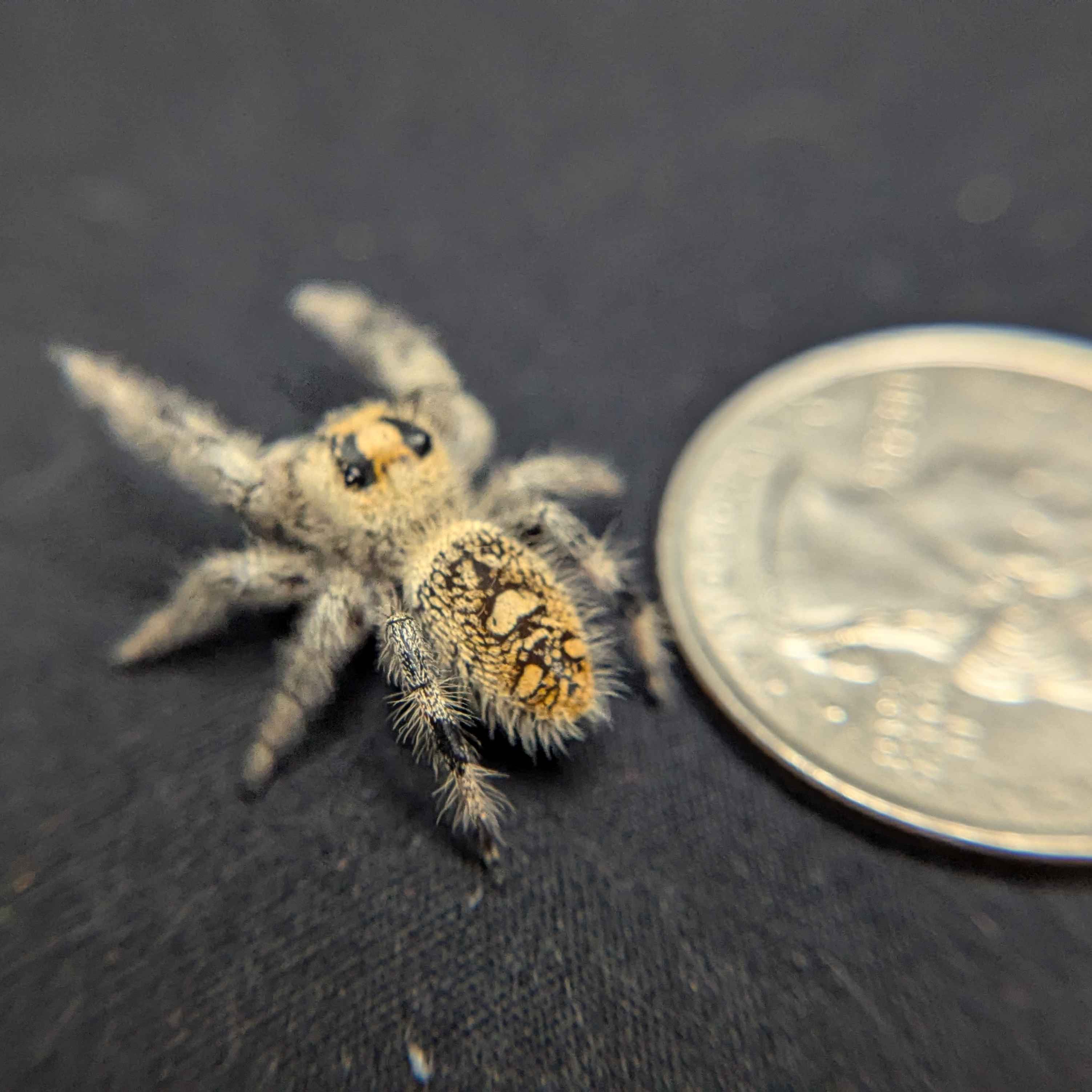 Regal Jumping Spider "Ivyplum"
