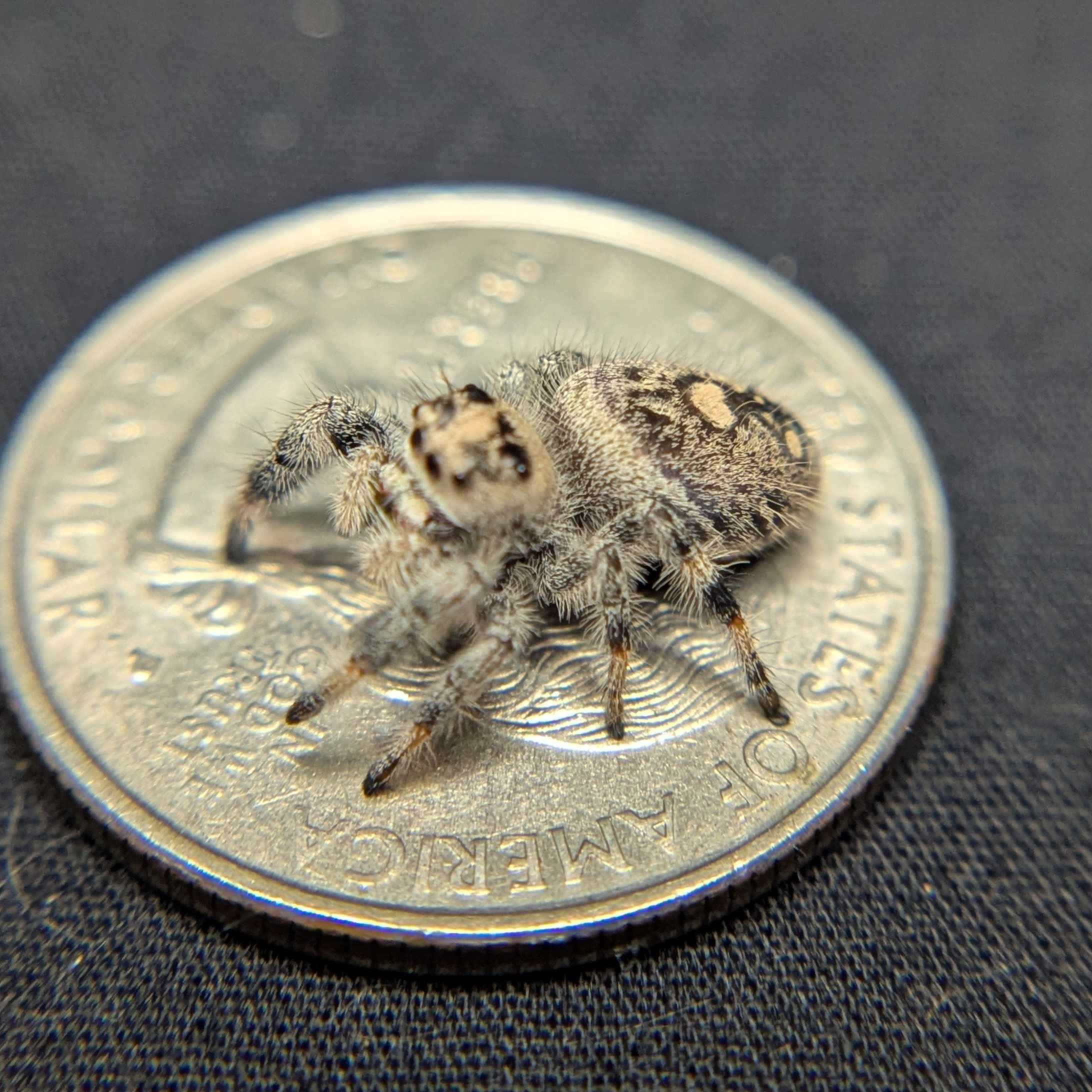 Regal Jumping Spider “Valencia”