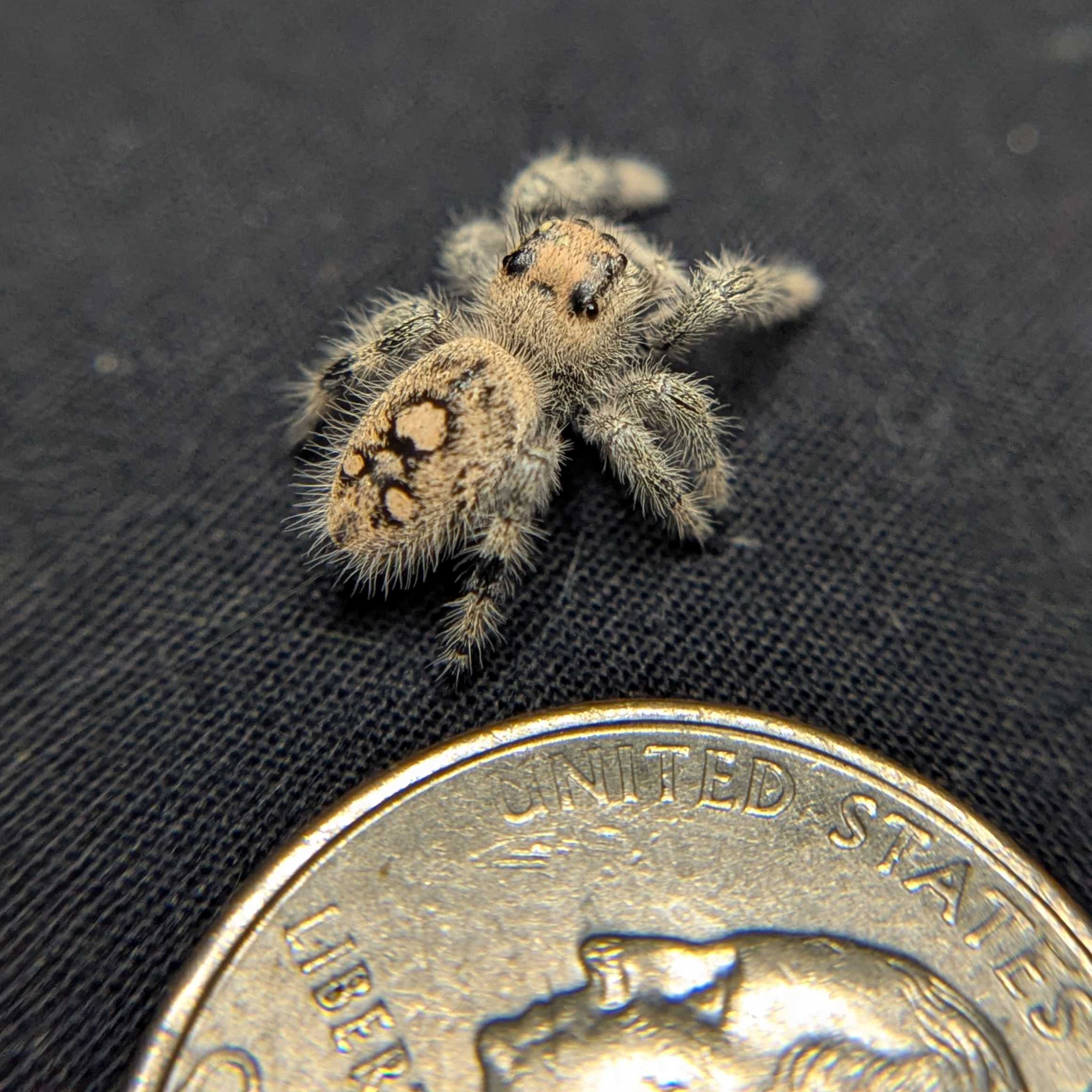 Regal Jumping Spider “Phoenix”