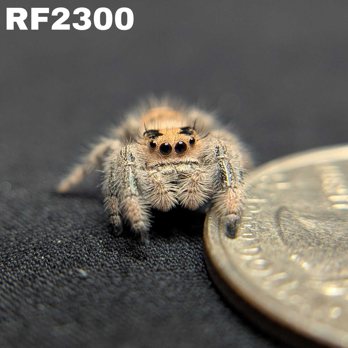 Regal Jumping Spider "Cranberry"