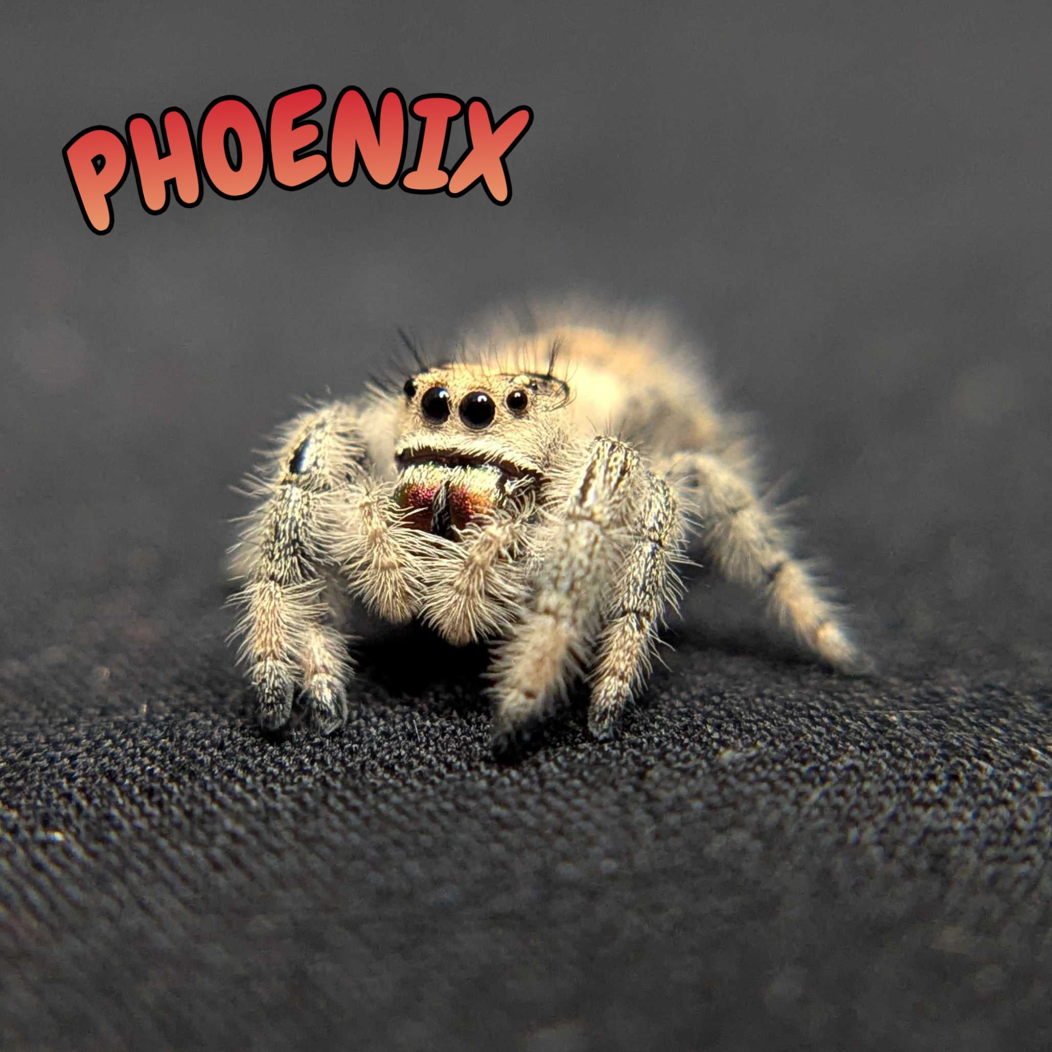 Regal Jumping Spider “Phoenix”