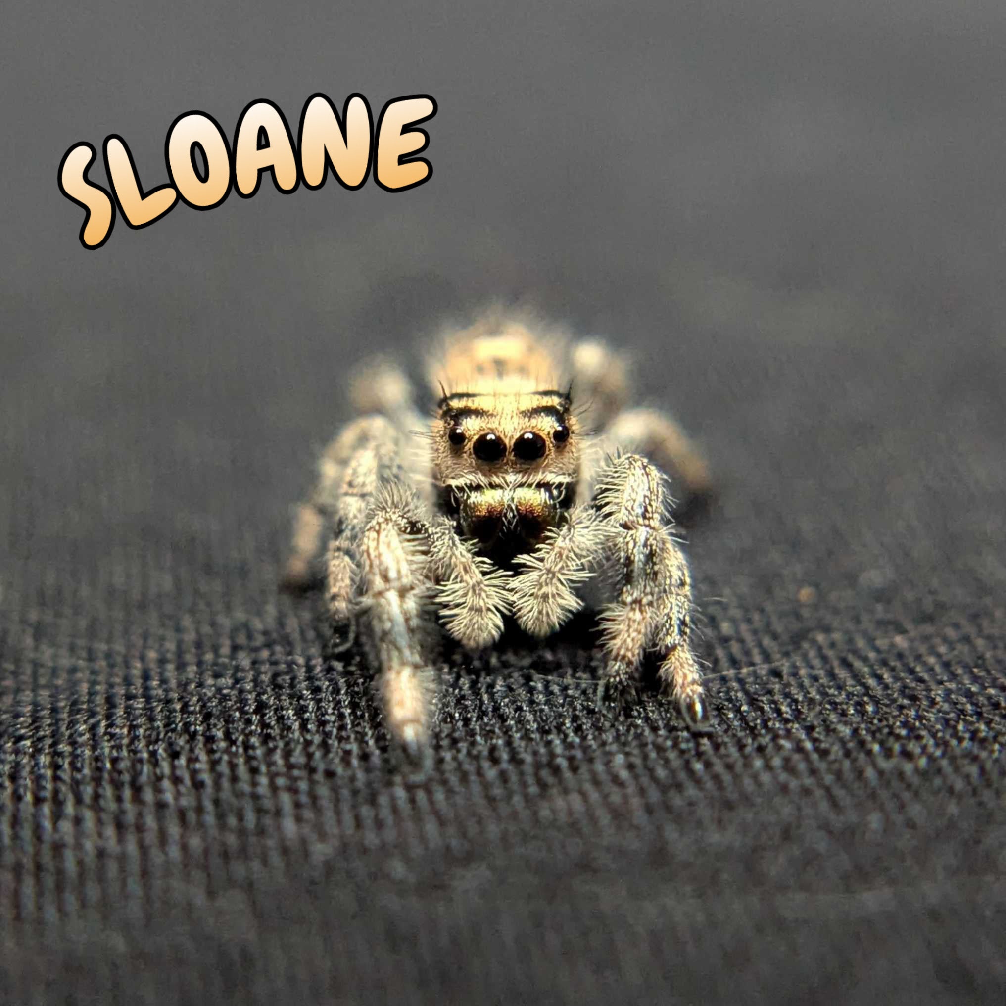 Regal Jumping Spider "Sloane"