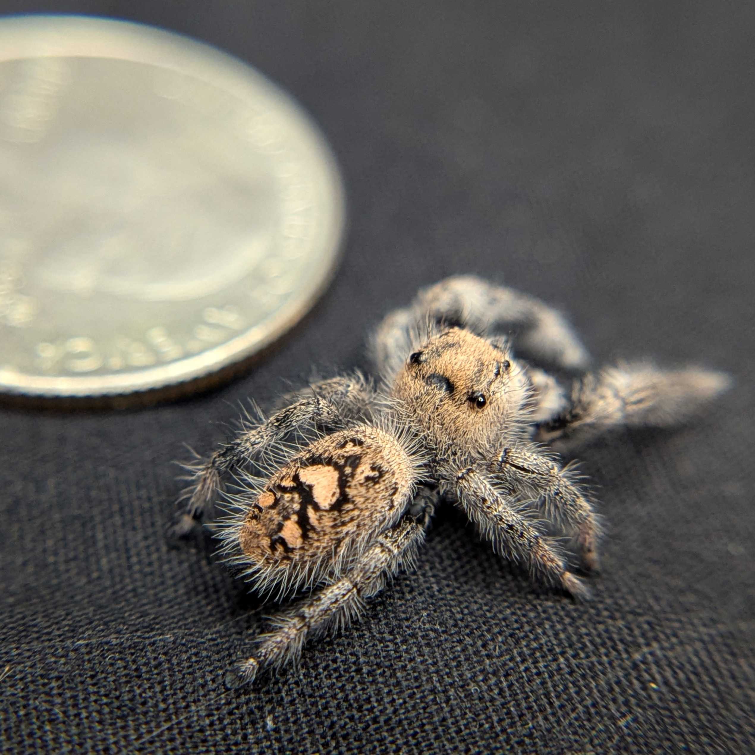 Regal Jumping Spider "Royal"