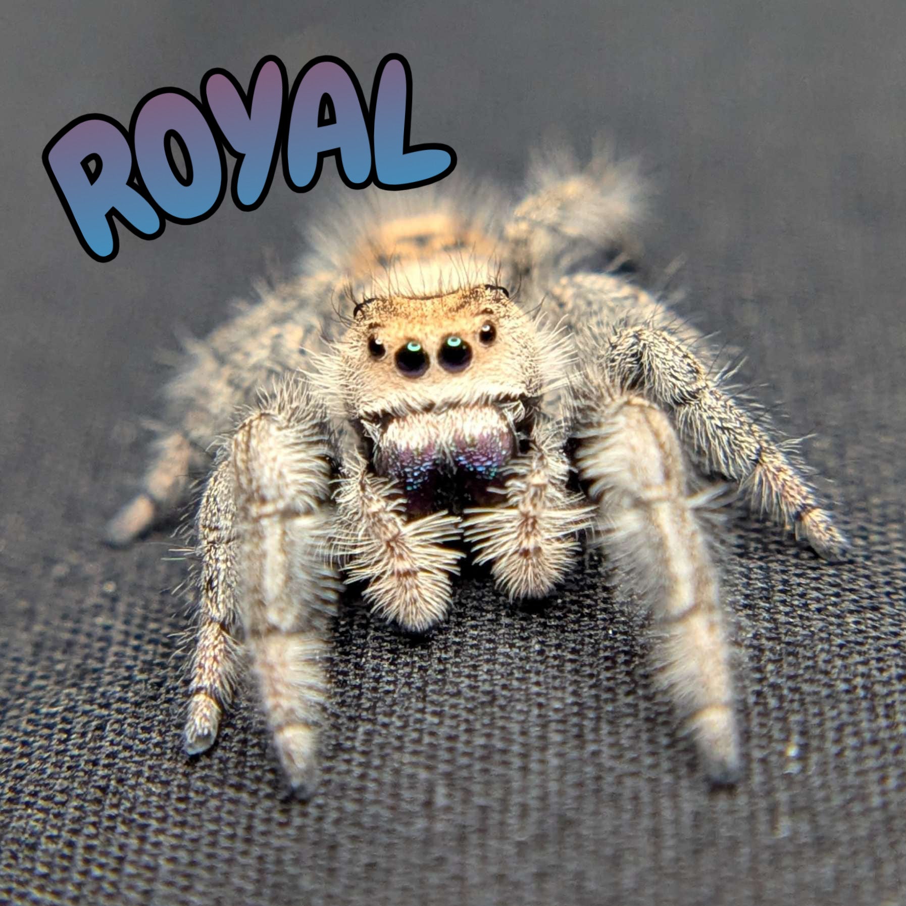 Regal Jumping Spider "Royal"