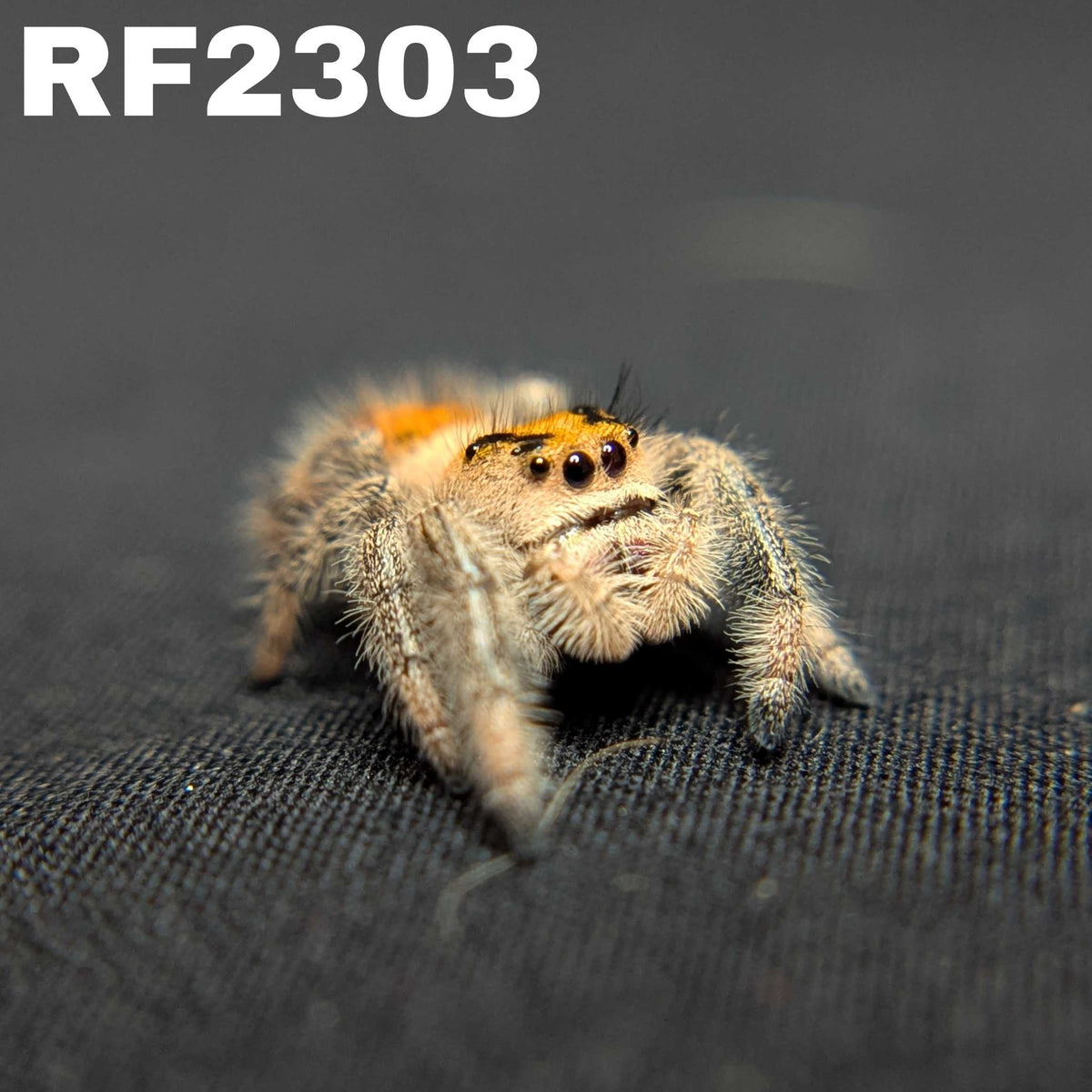 Regal Jumping Spider "Spicy"