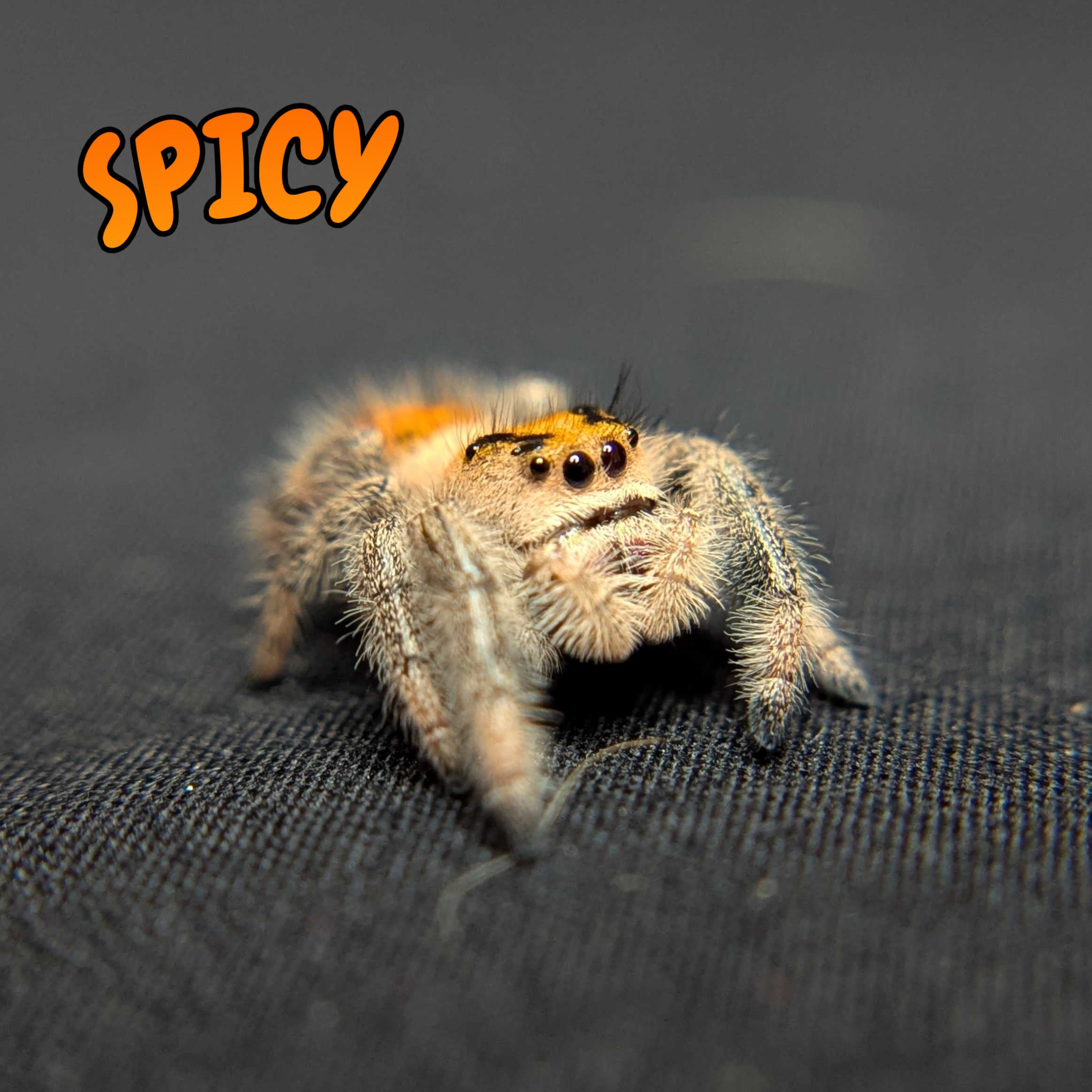 Regal Jumping Spider "Spicy"