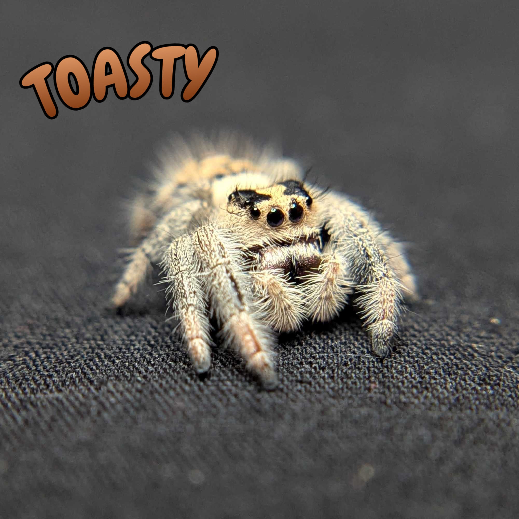 Regal Jumping Spider "Toasty"