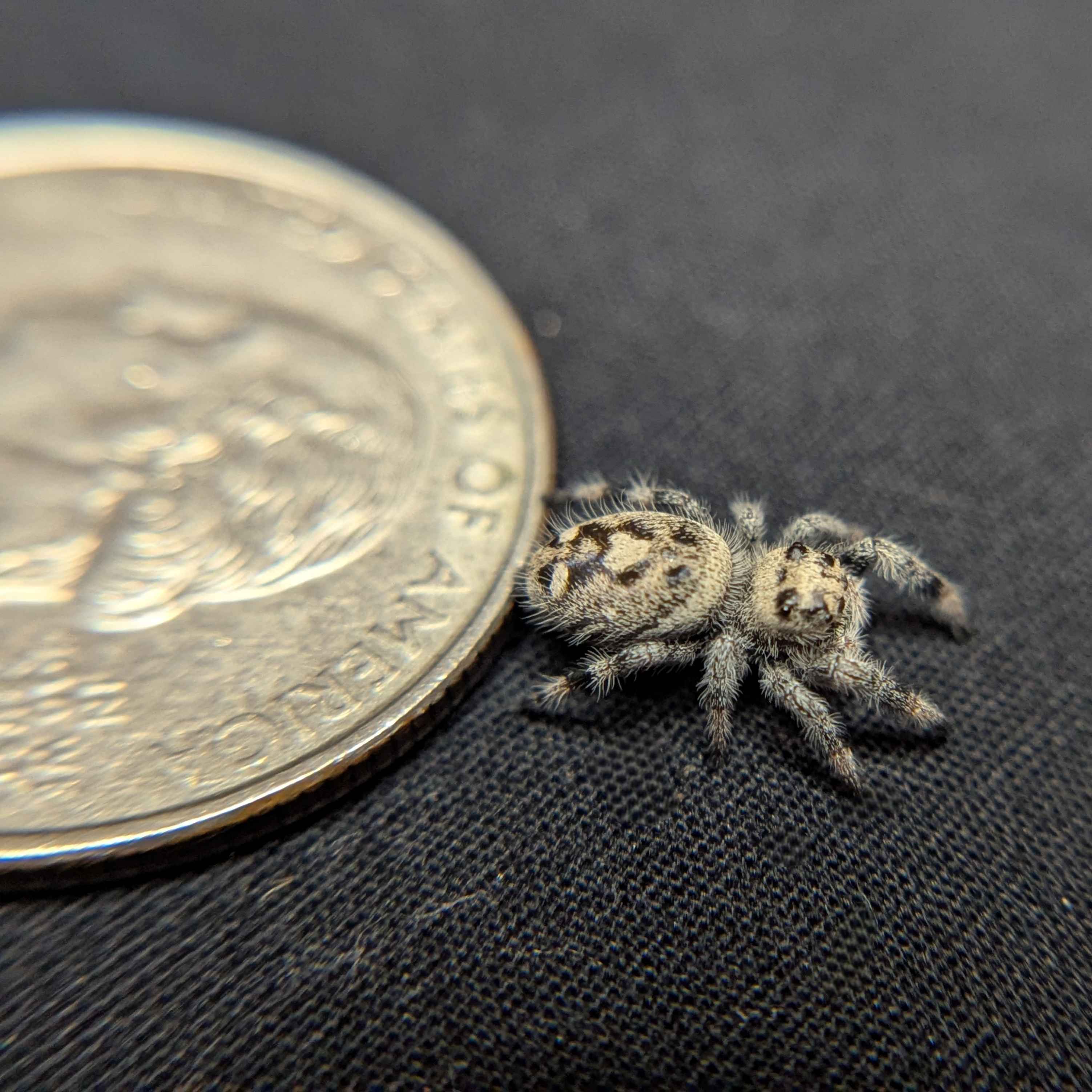 Regal Jumping Spider "Pixie"