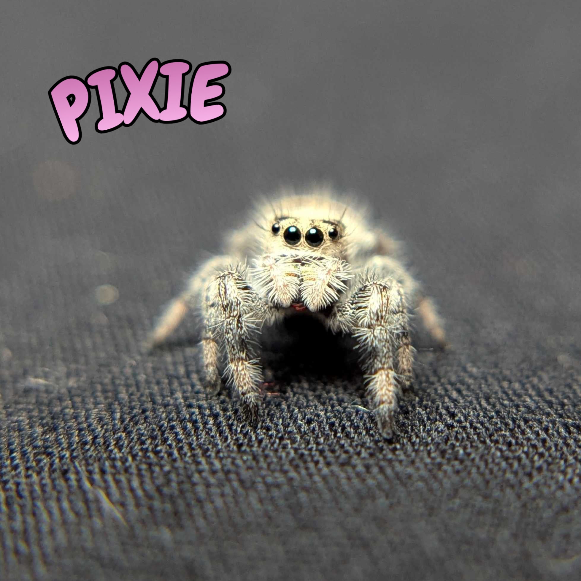 Regal Jumping Spider "Pixie"
