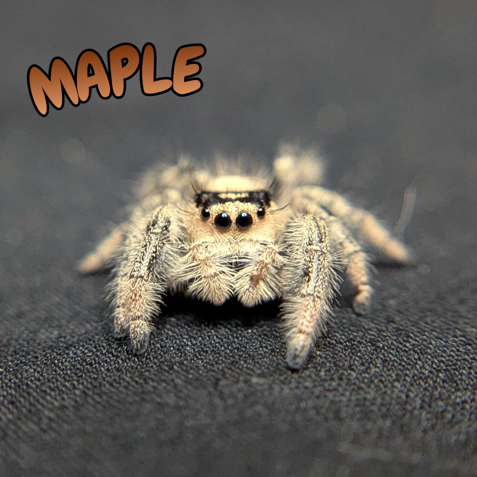 Regal Jumping Spider "Maple"