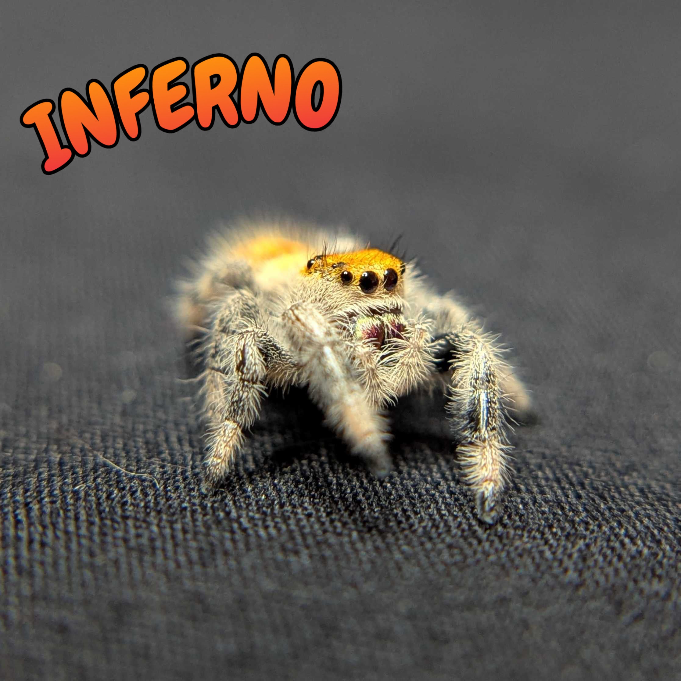 Regal Jumping Spider “Inferno”