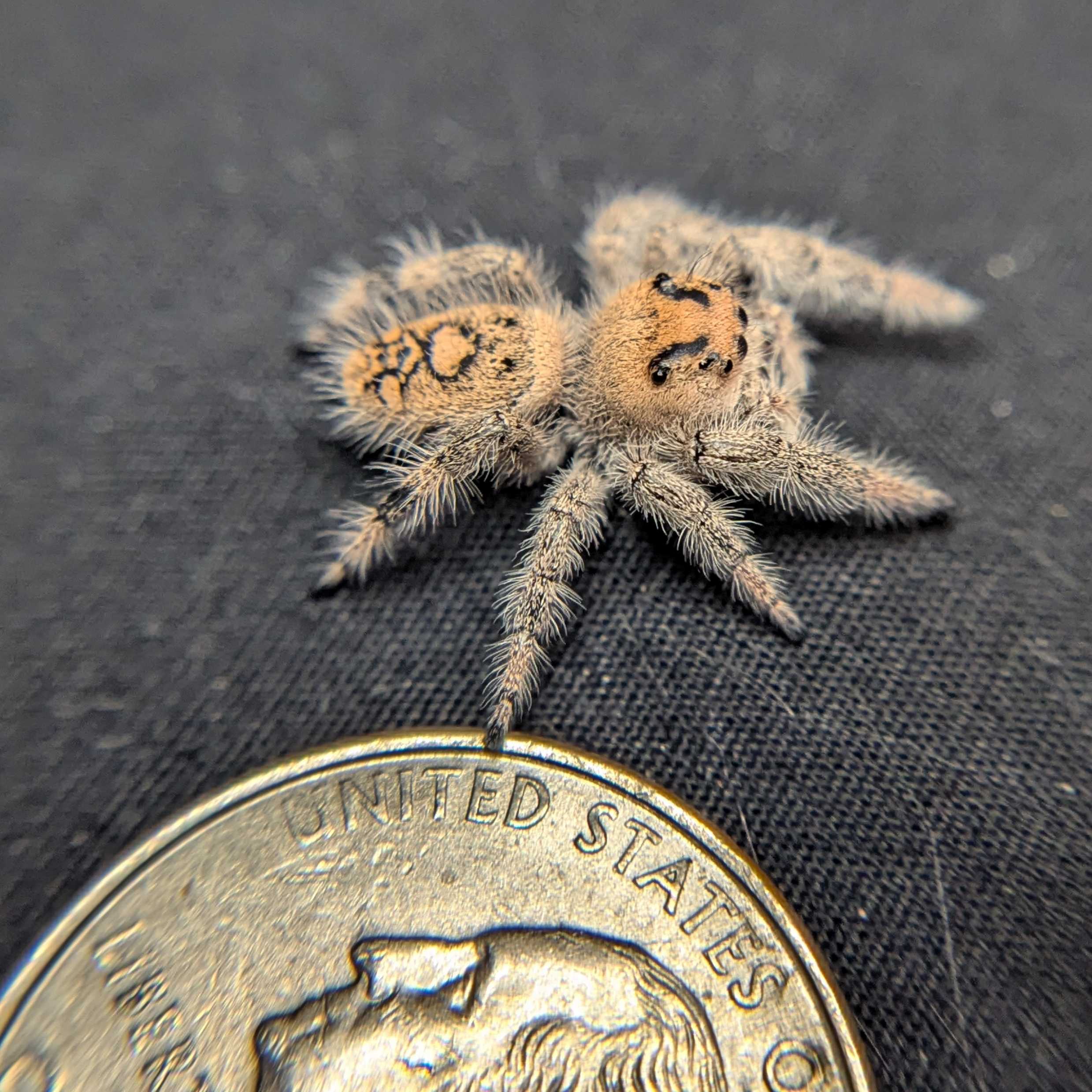 Regal Jumping Spider "Sandberry"