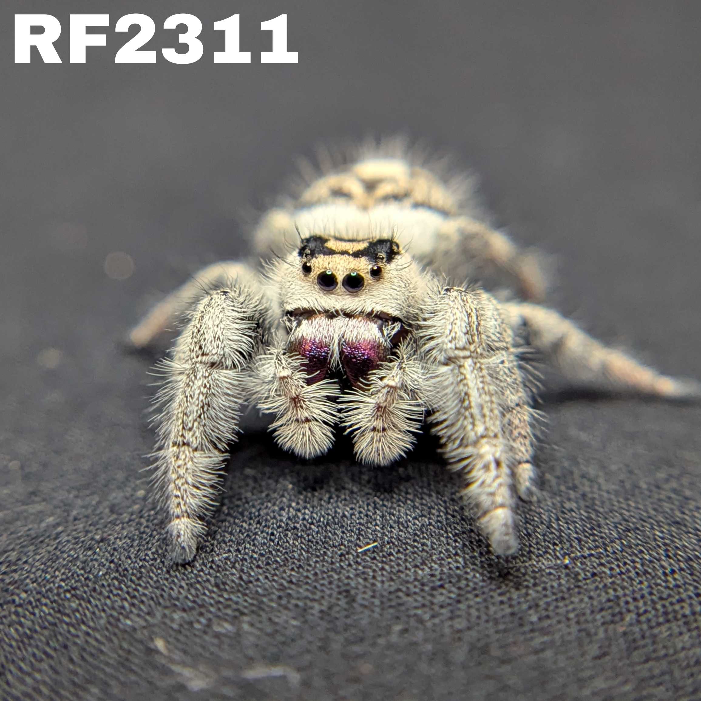 Regal Jumping Spider "Eggplant"