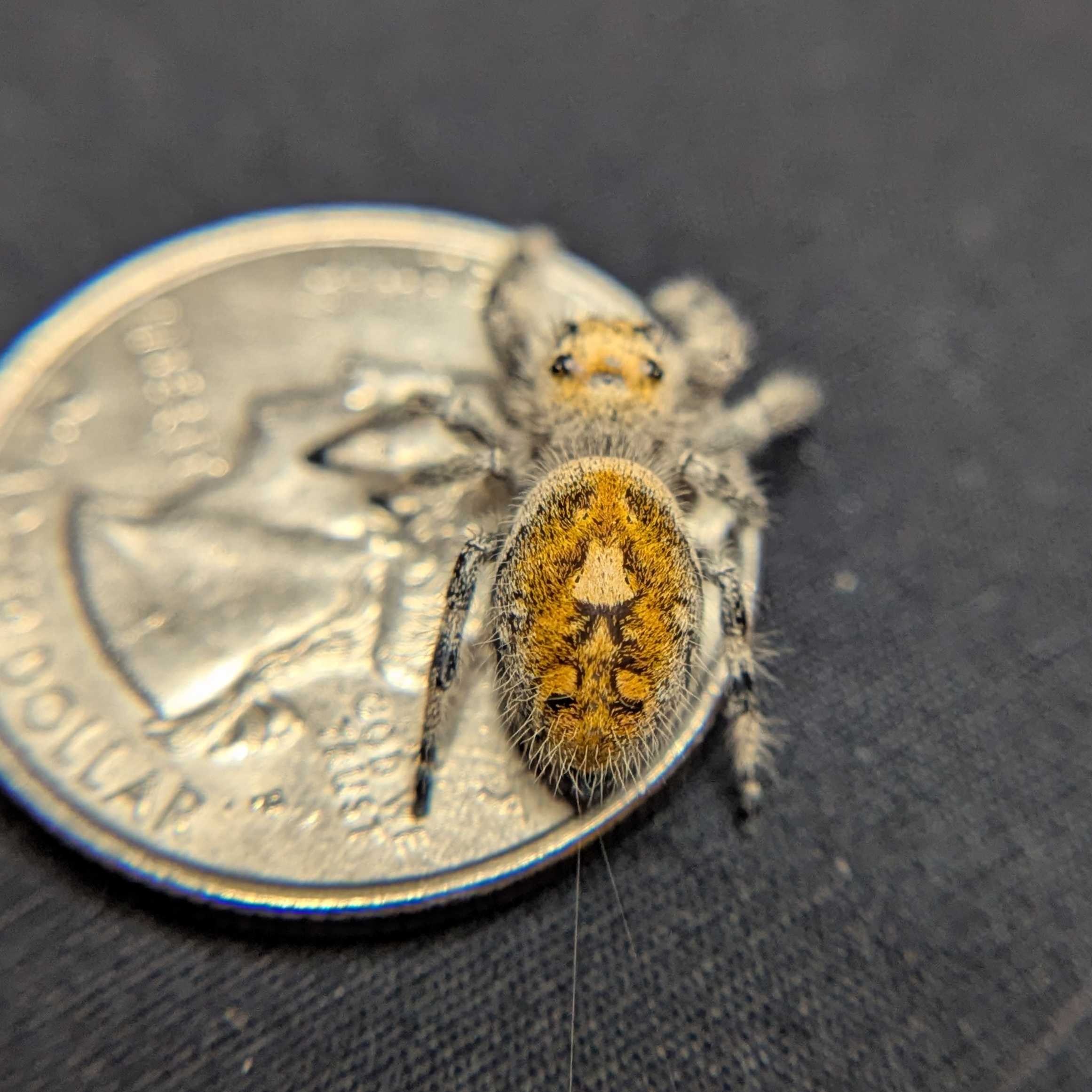 Regal Jumping Spider "Sunflower"