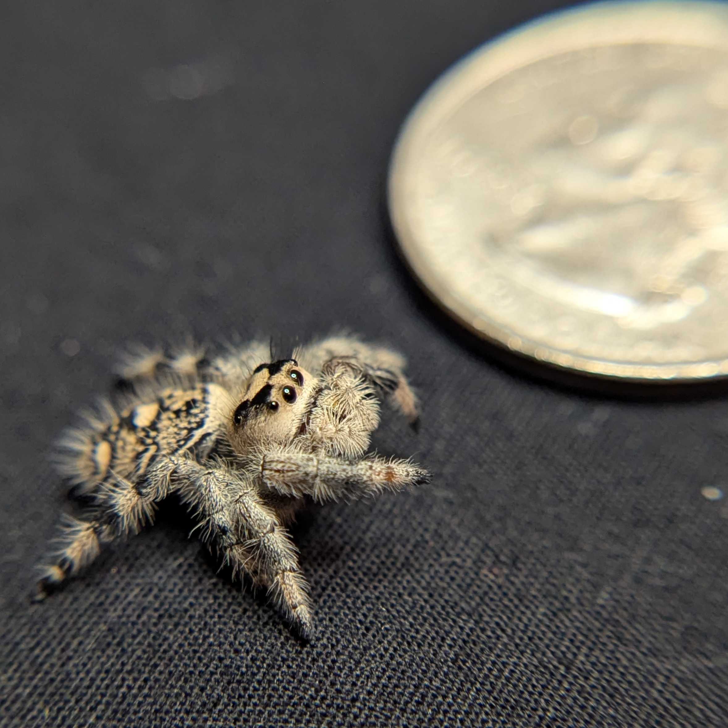 Regal Jumping Spider "Brownie"