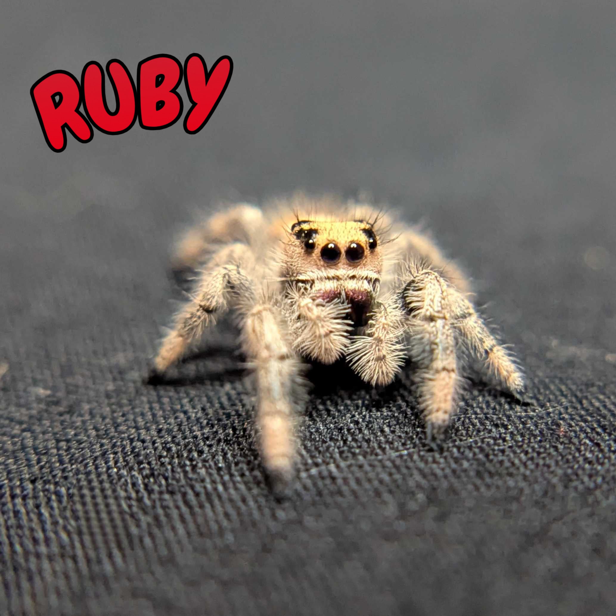 Regal Jumping Spider "Ruby"