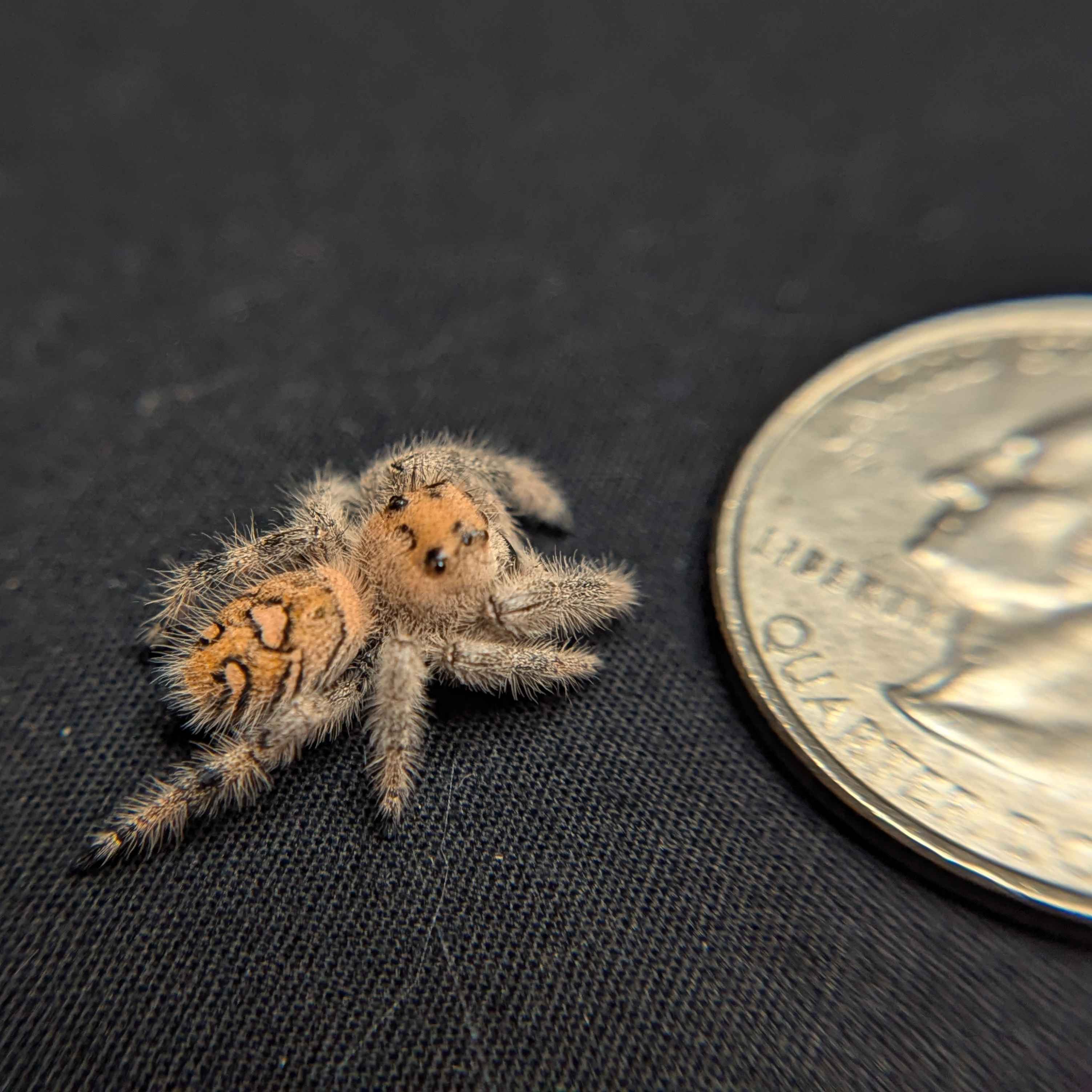Regal Jumping Spider "Berry"