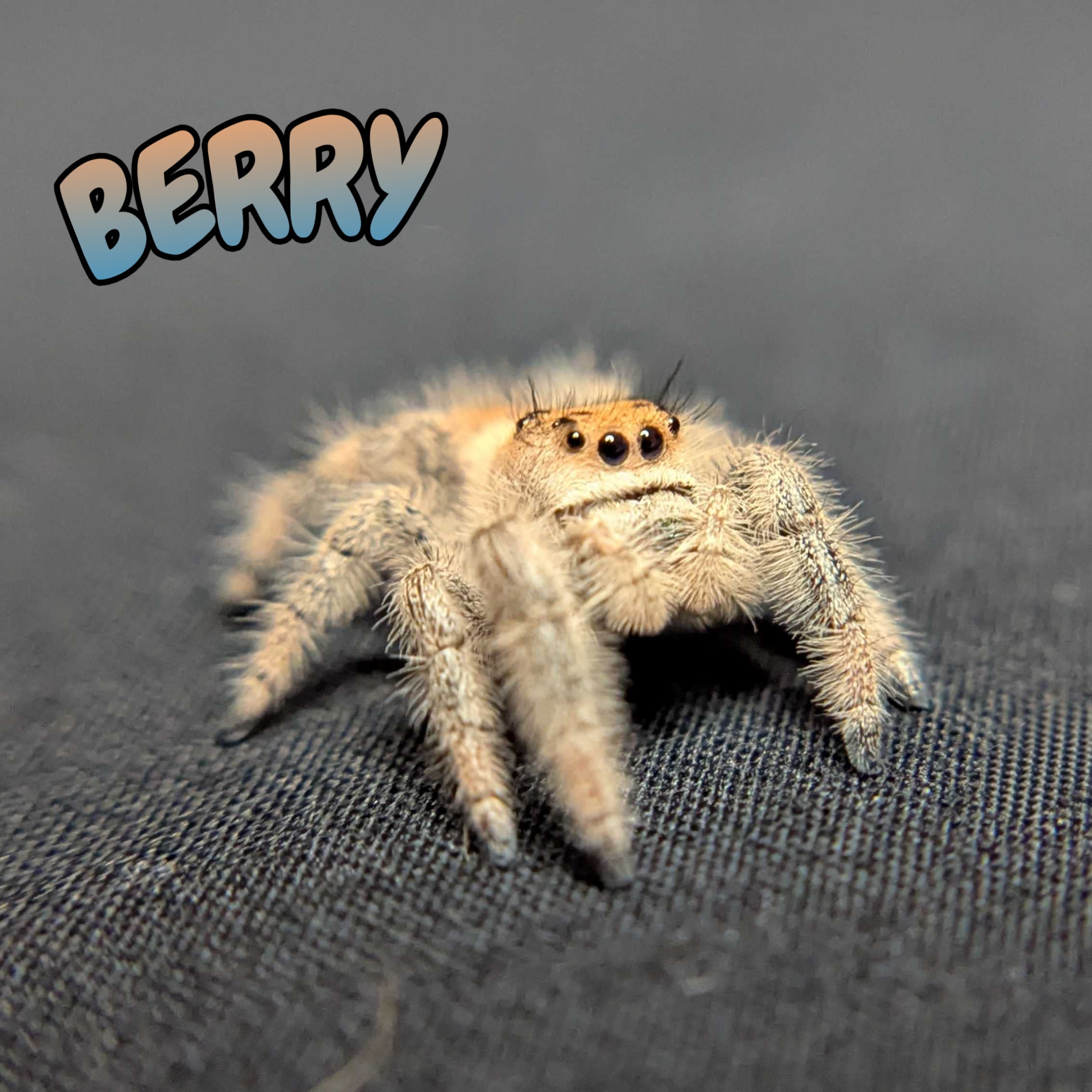 Regal Jumping Spider "Berry"