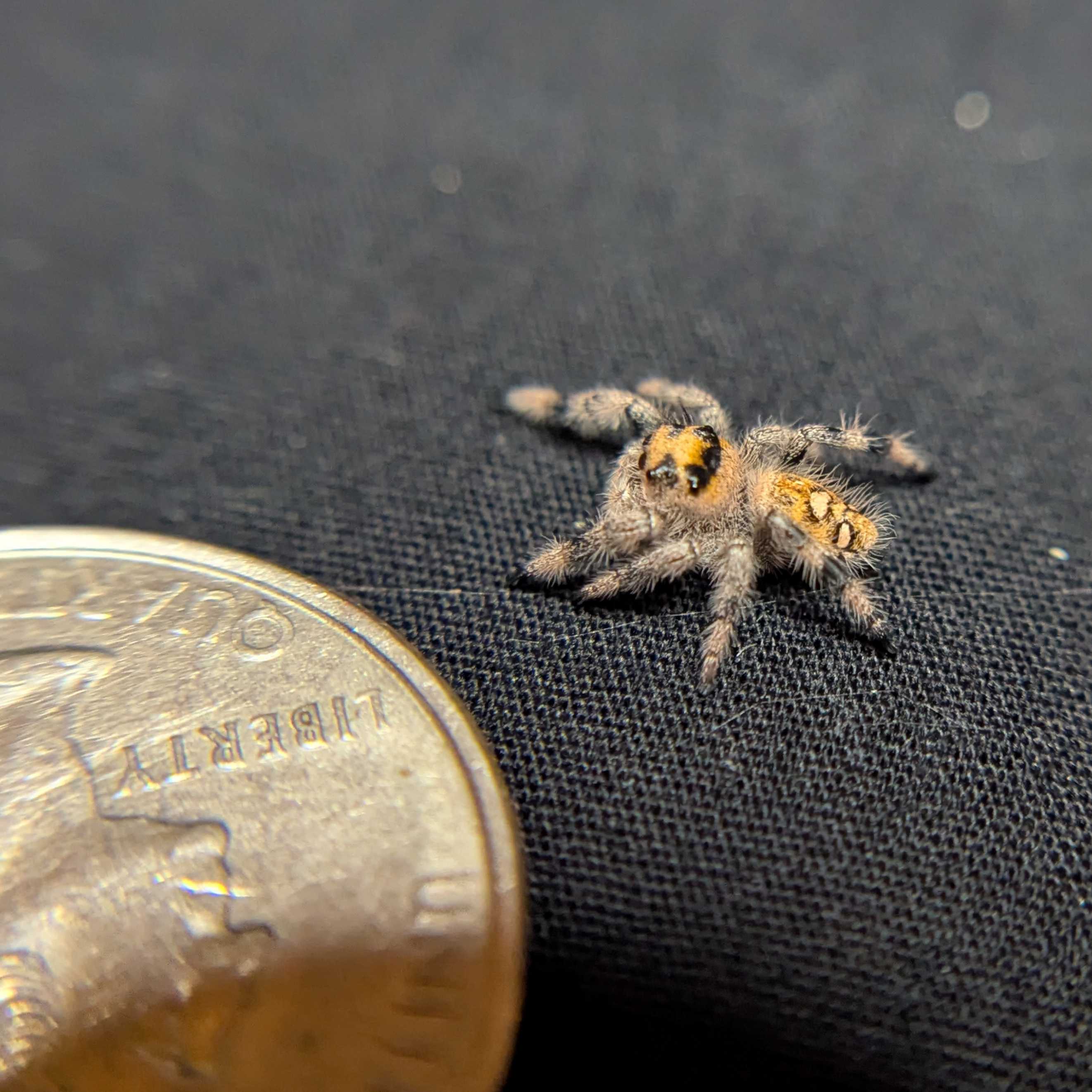 Regal Jumping Spider “Honeycomb”
