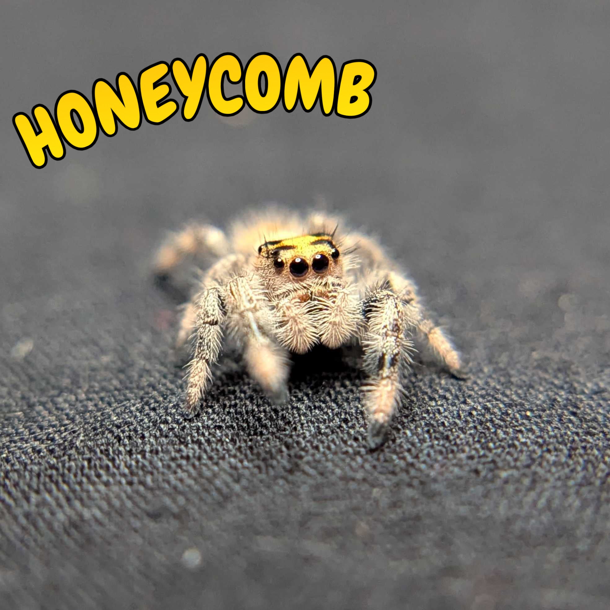 Regal Jumping Spider “Honeycomb”