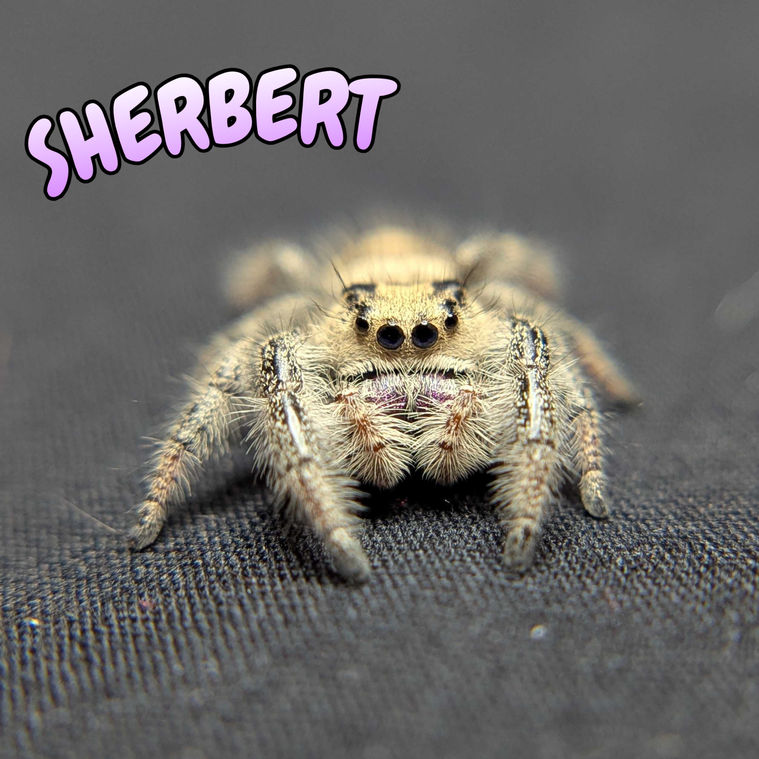 Regal Jumping Spider "Sherbert"