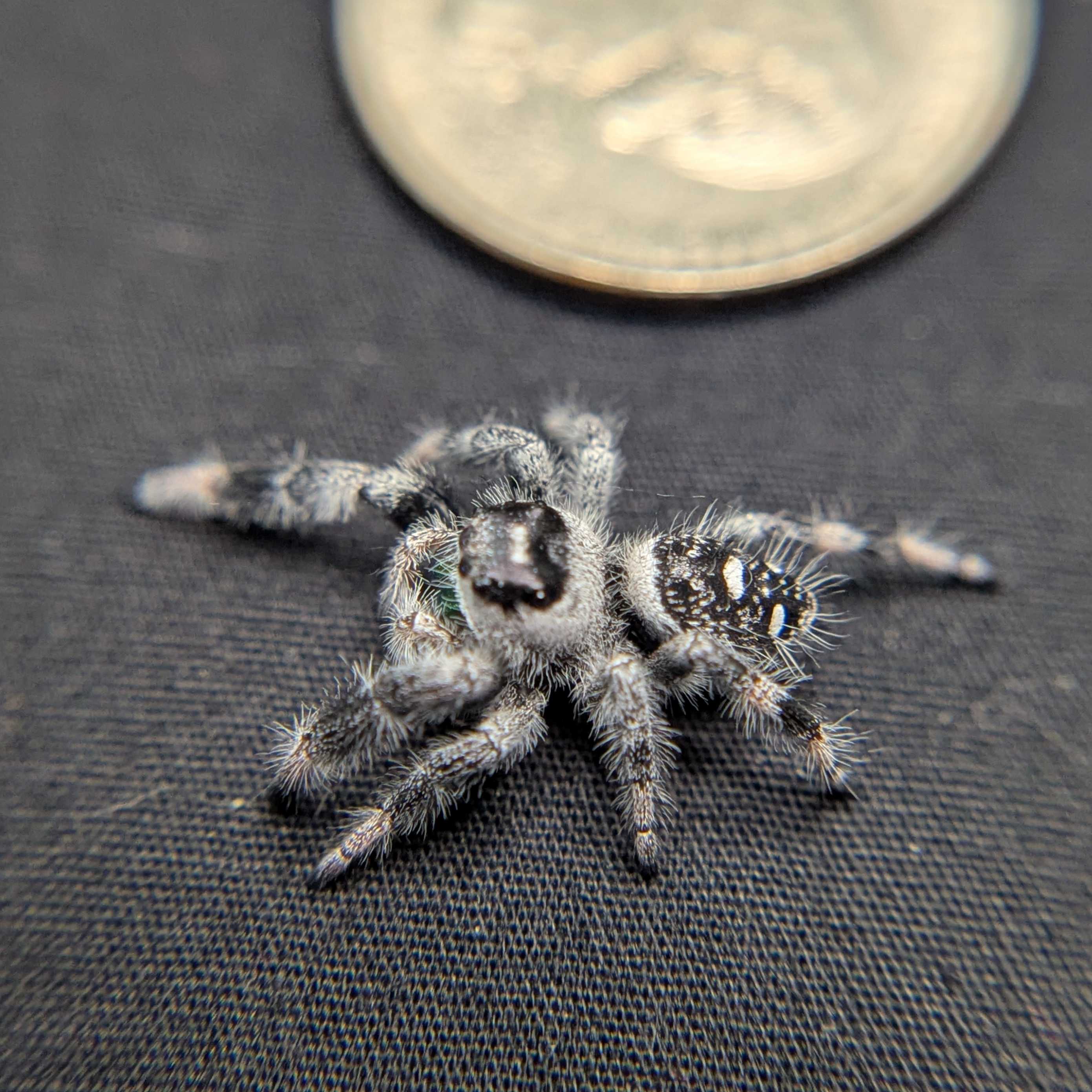 Regal Jumping Spider "Forest"