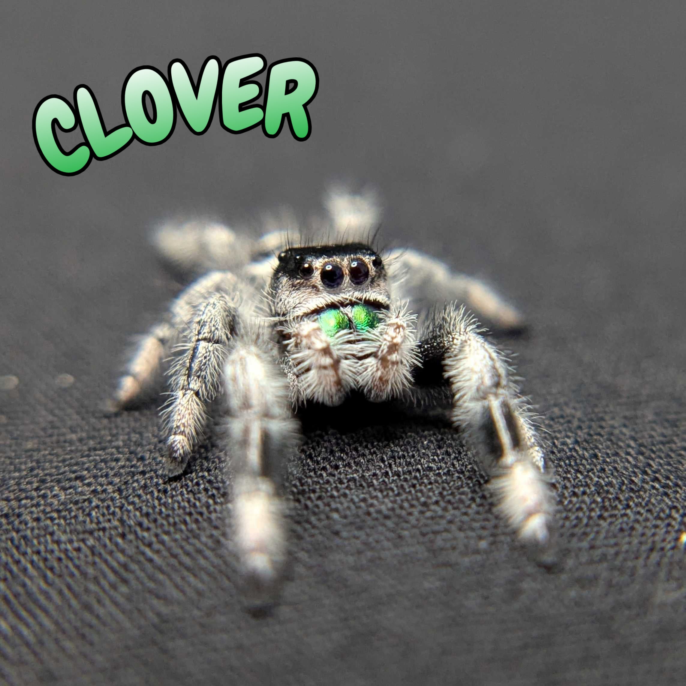 Regal Jumping Spider "Clover"
