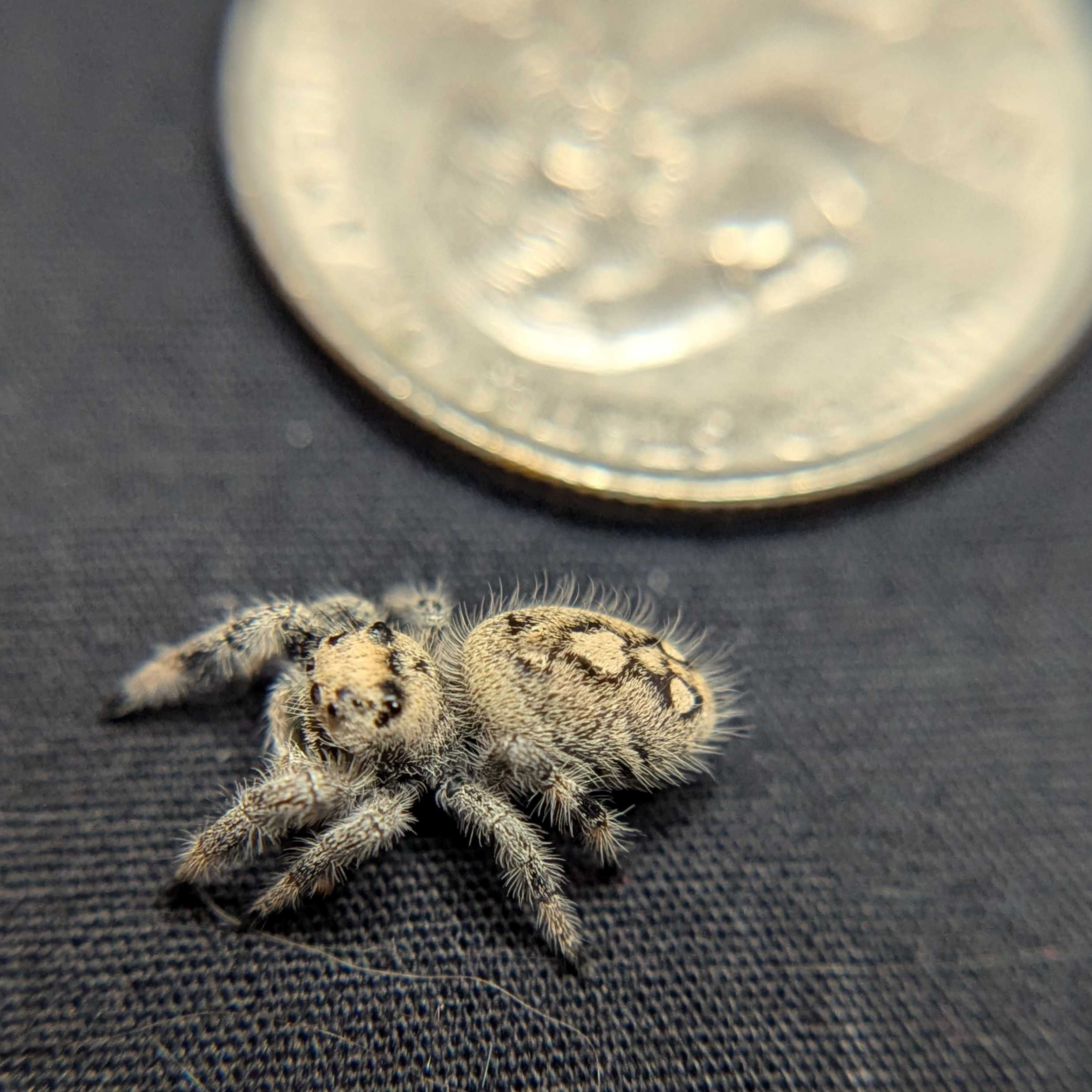 Regal Jumping Spider “Vera”