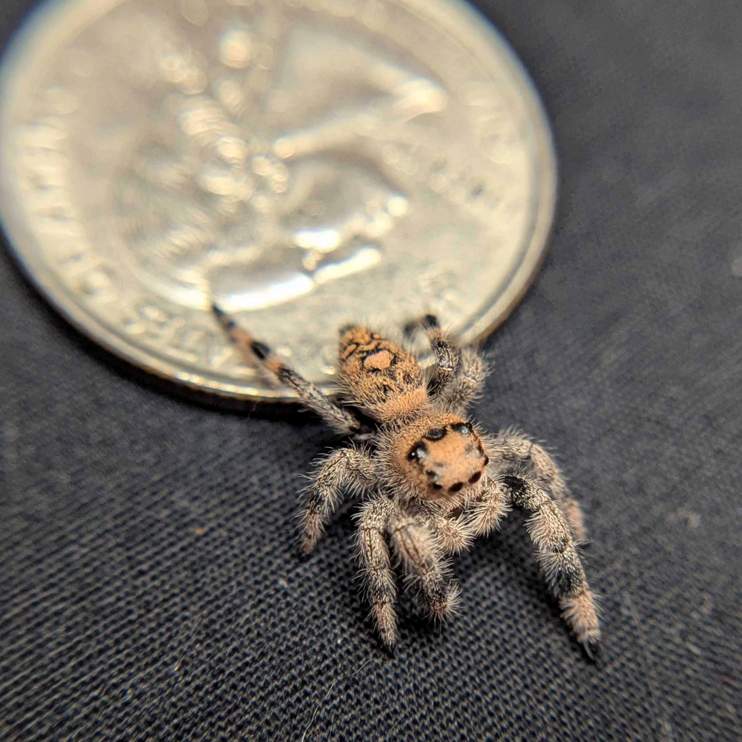 Regal Jumping Spider "Butternut"