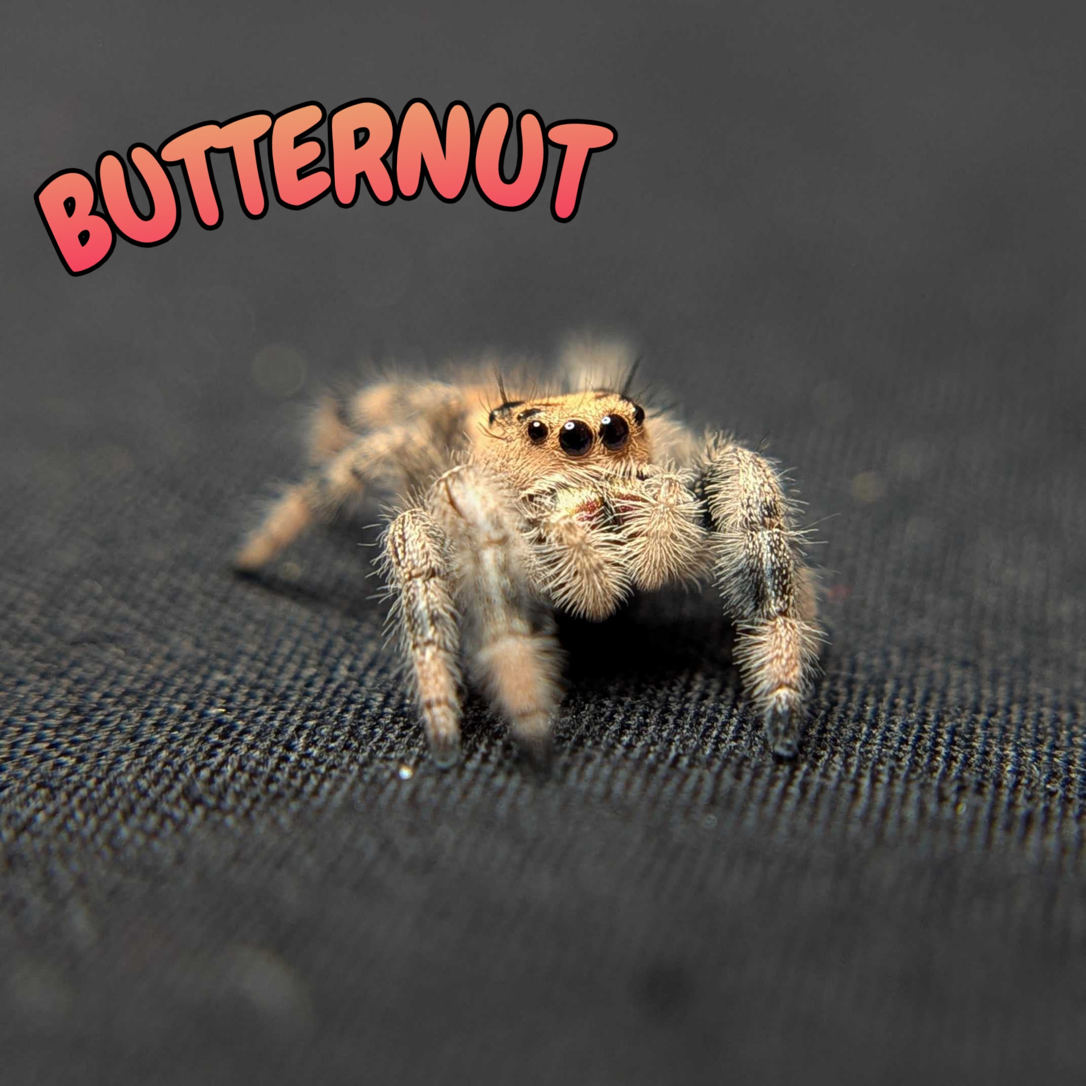 Regal Jumping Spider "Butternut"