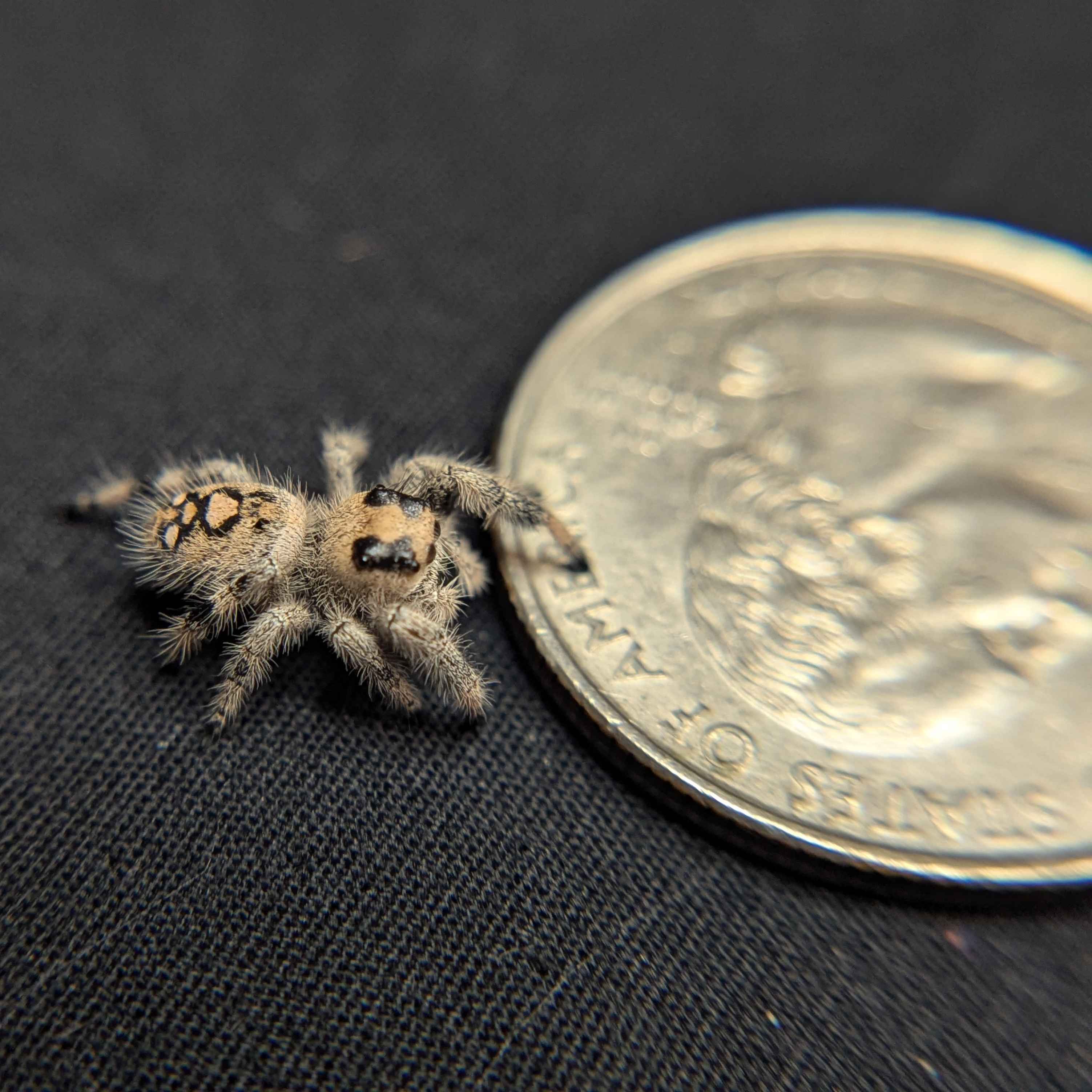 Regal Jumping Spider "Almond"