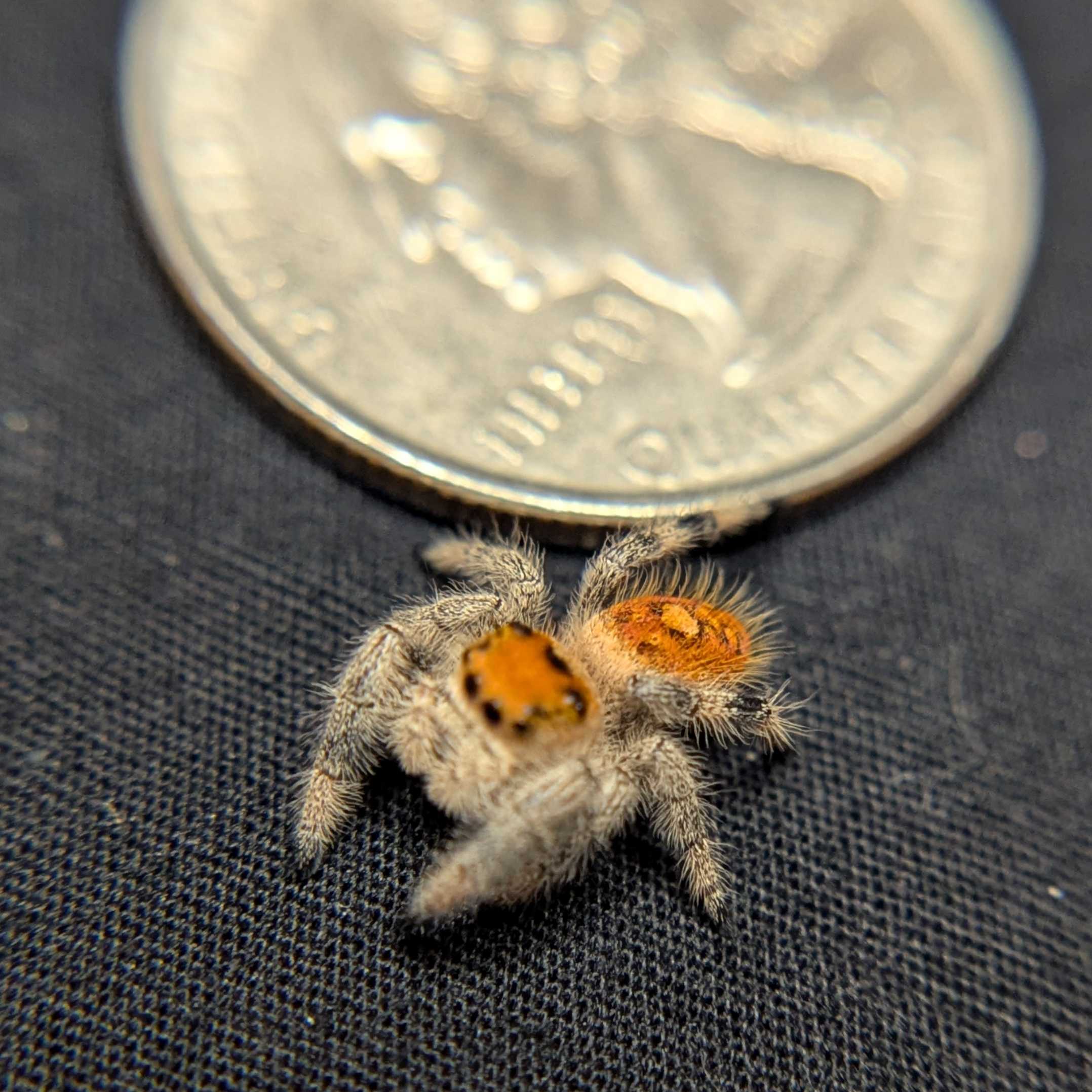 Regal Jumping Spider "Orange"