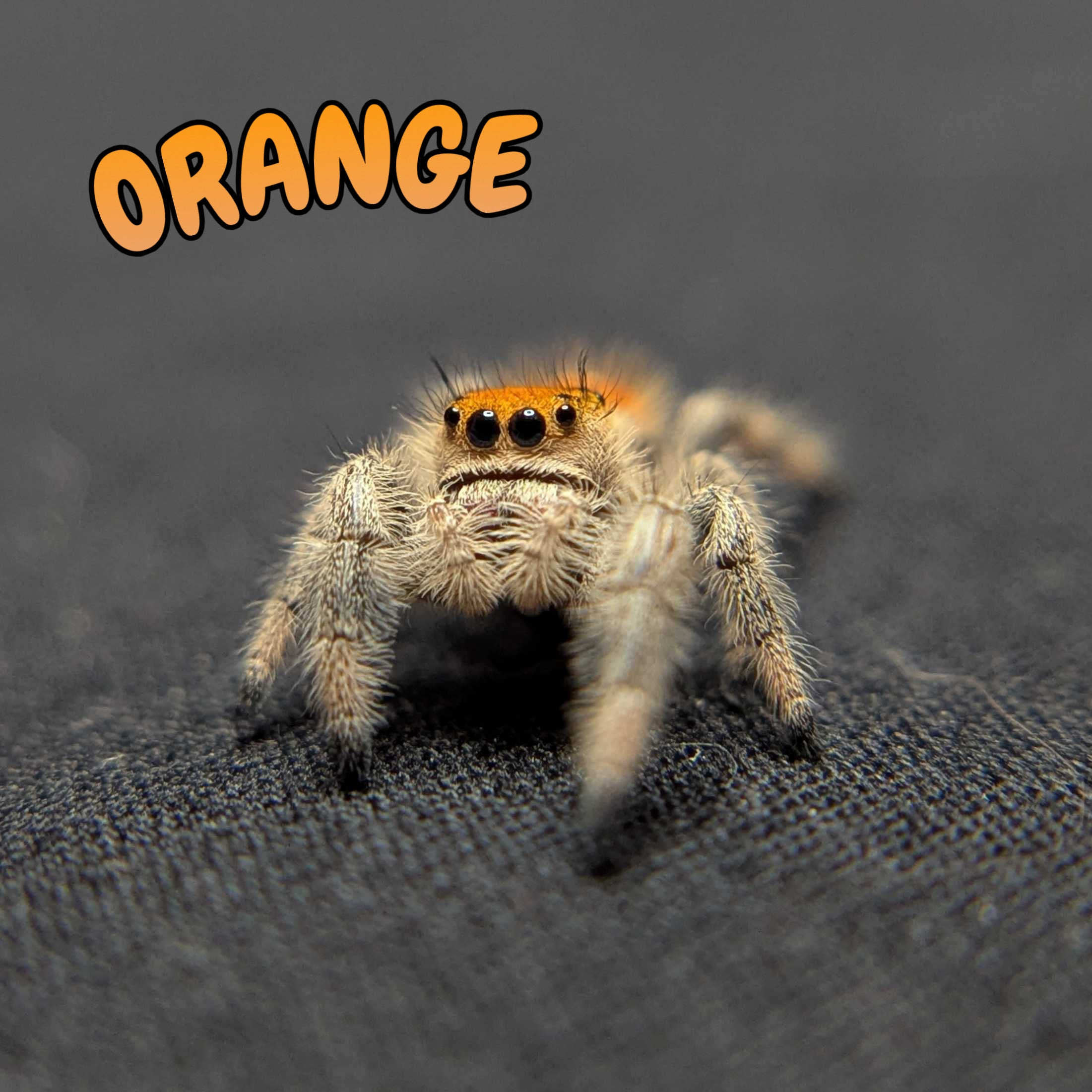 Regal Jumping Spider "Orange"