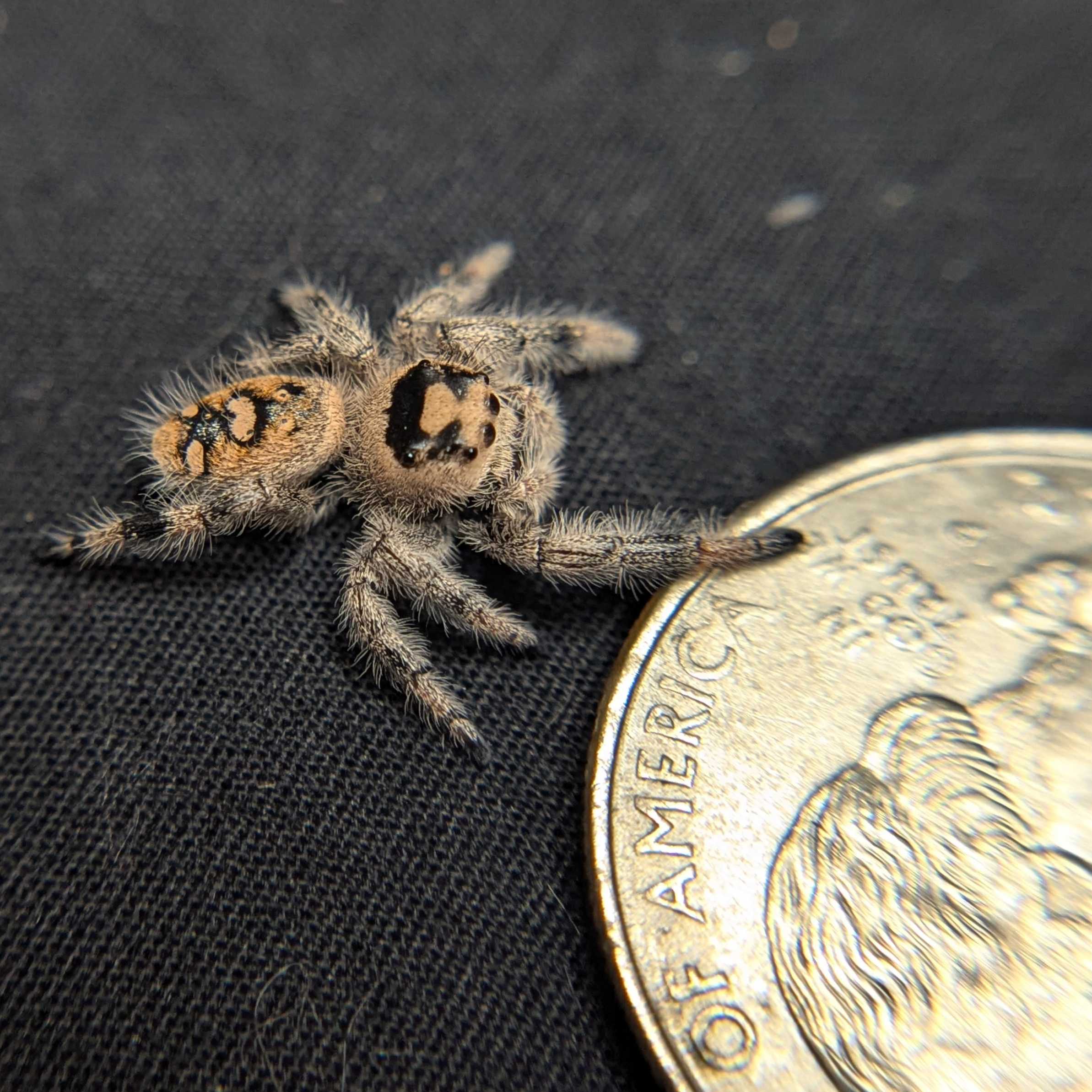 Regal Jumping Spider "Smoothie"