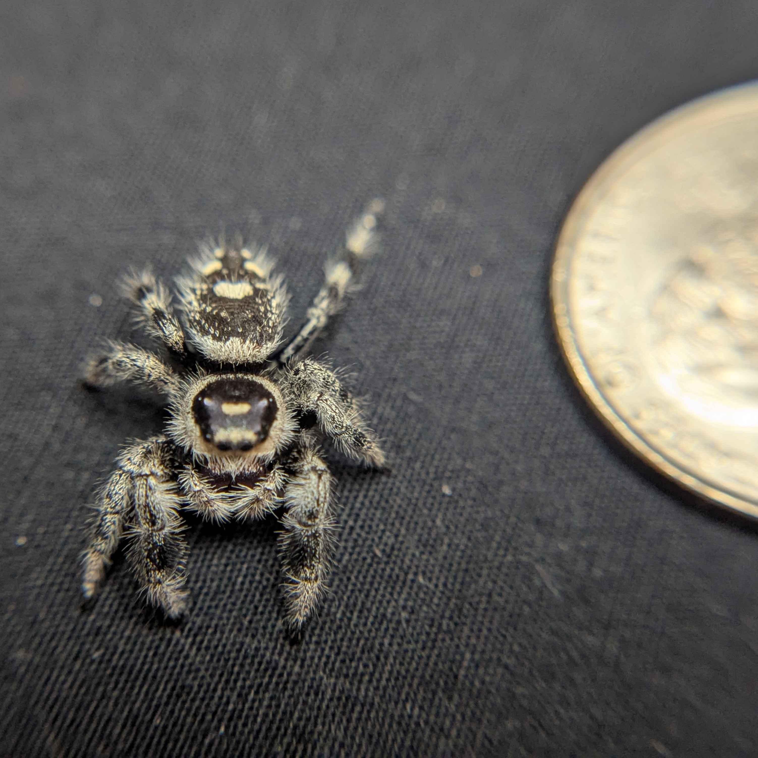 Regal Jumping Spider "Purple Haze"