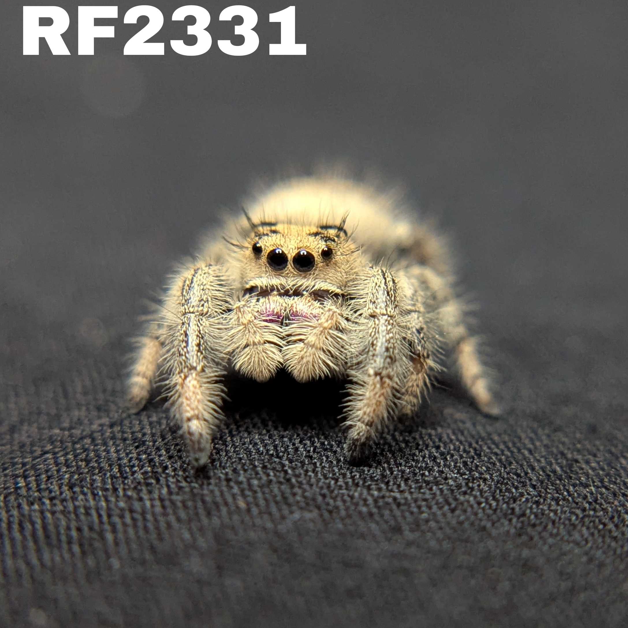 Regal Jumping Spider “Royal Yam”