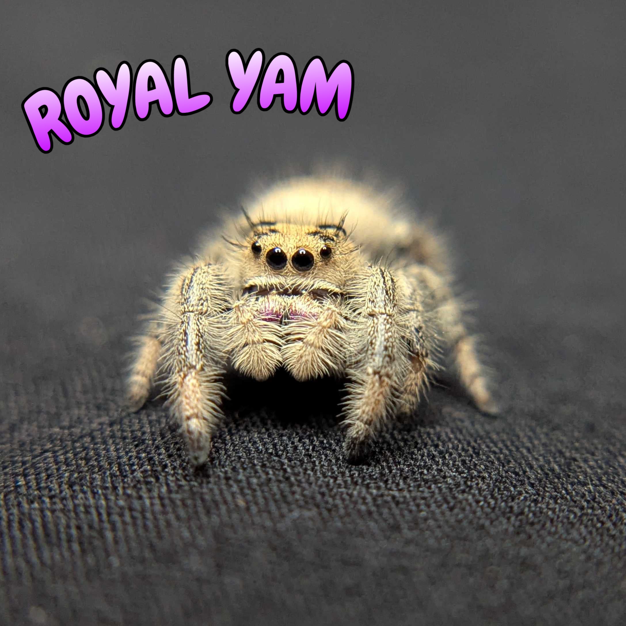 Regal Jumping Spider “Royal Yam”