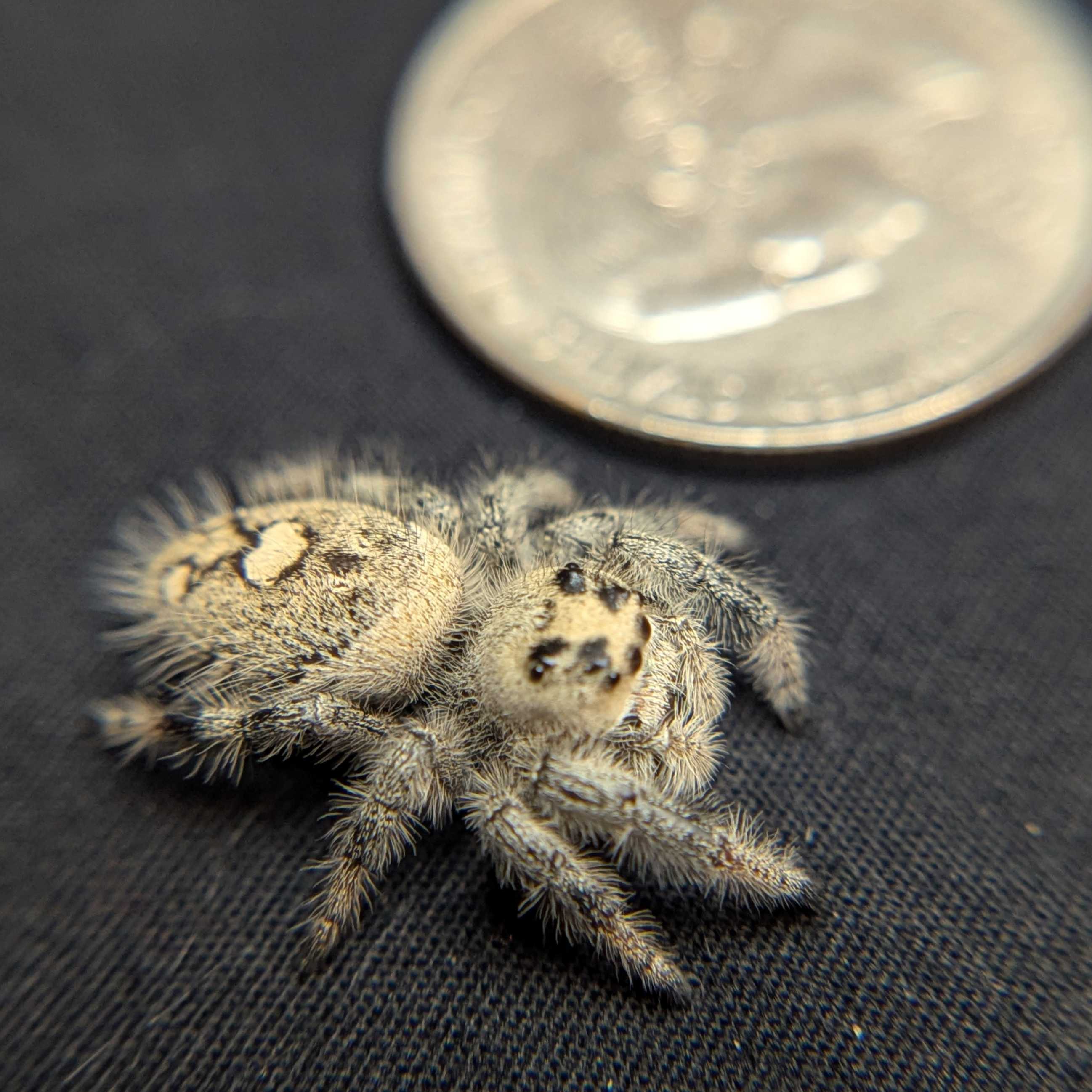 Regal Jumping Spider "Halo"
