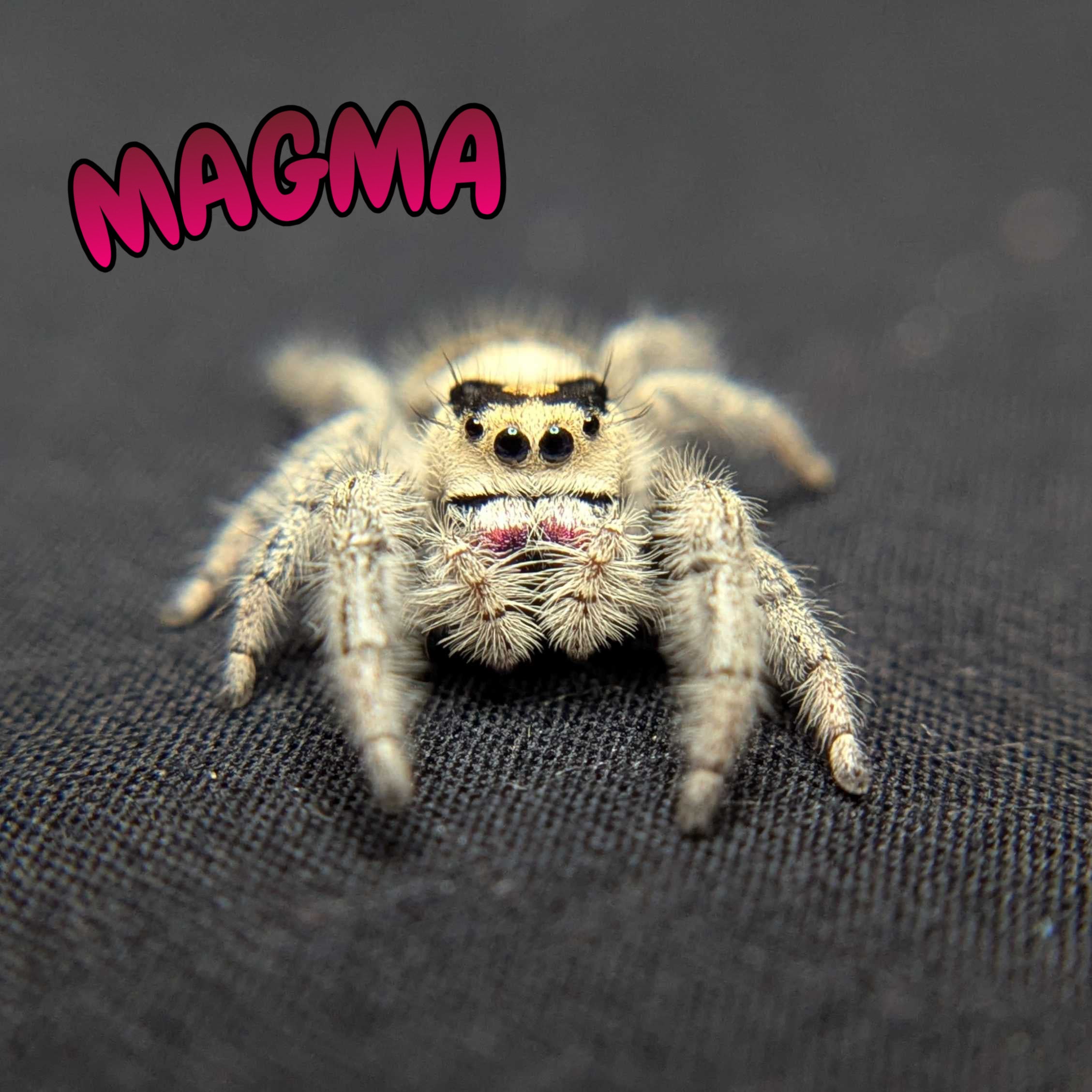 Regal Jumping Spider “Magma”