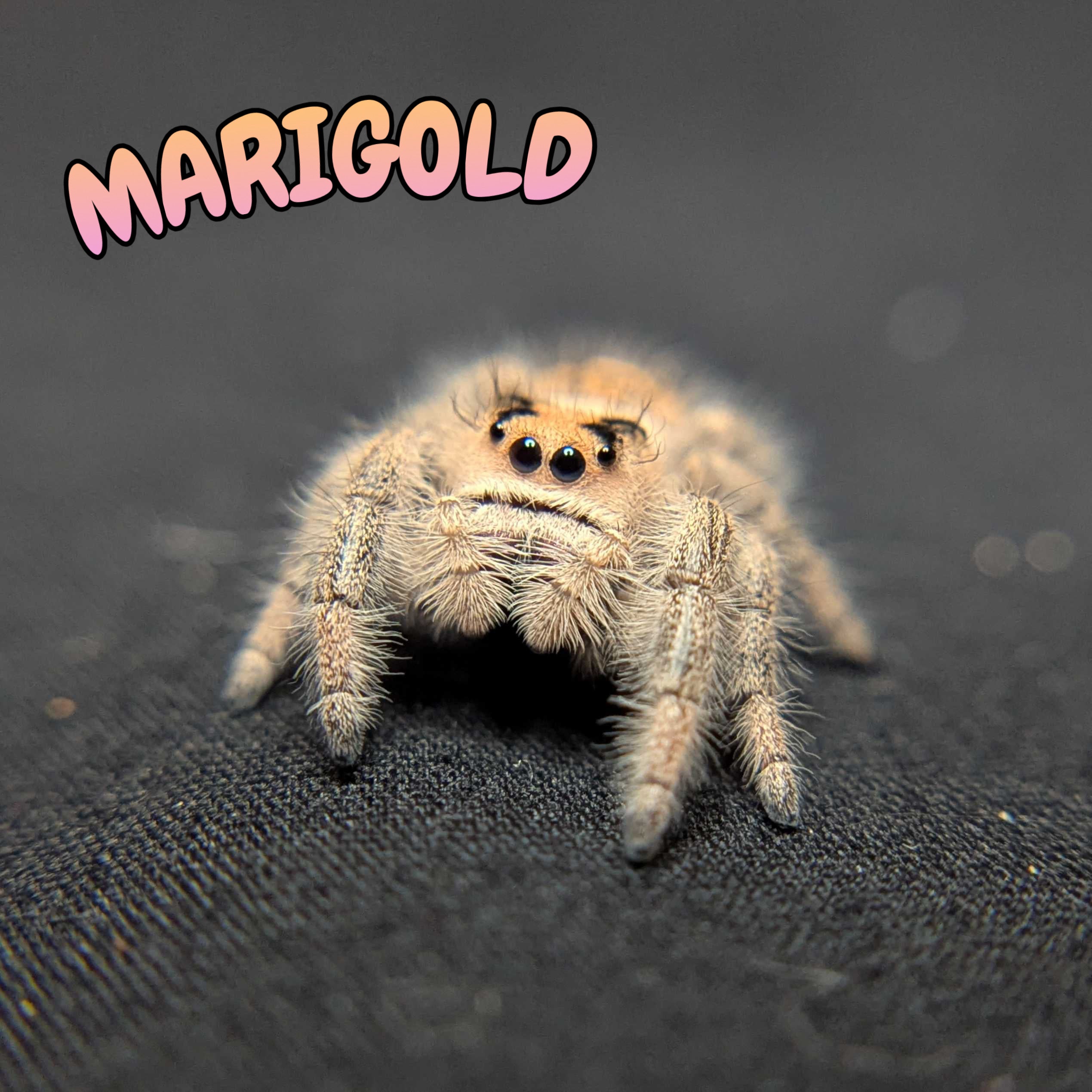 Regal Jumping Spider “Marigold”