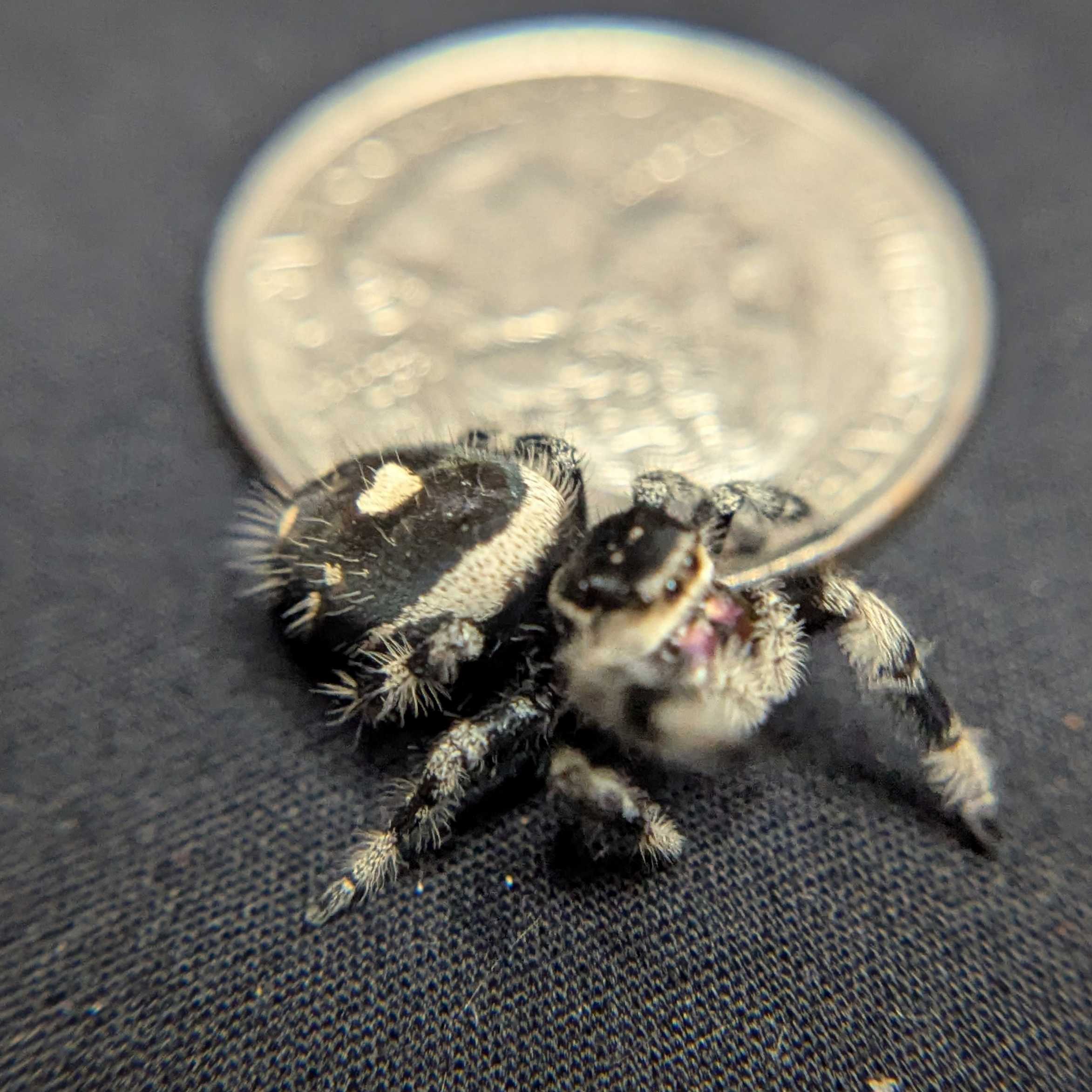 Regal Jumping Spider "Coffee"