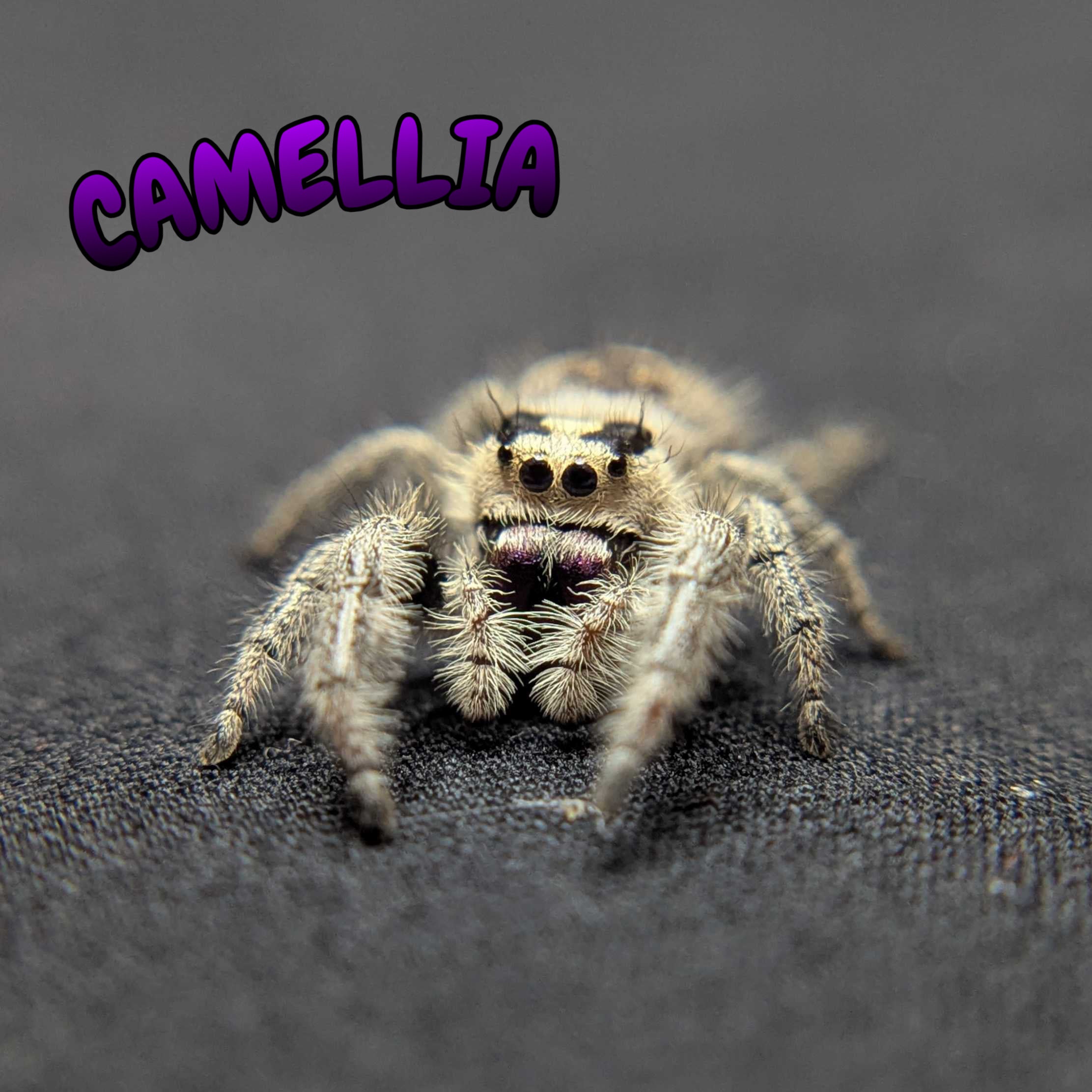 Regal Jumping Spider “Camellia”