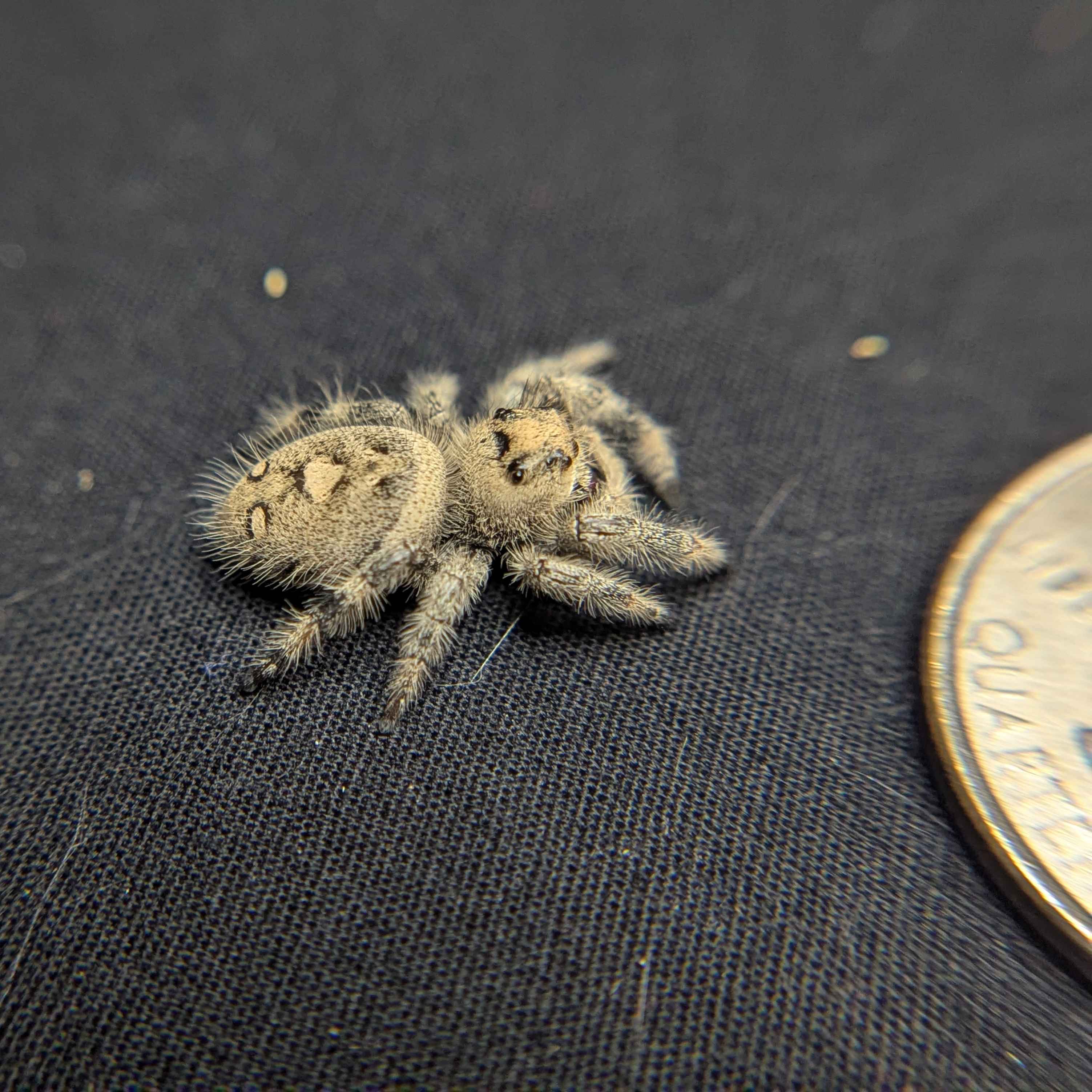 Regal Jumping Spider "Blush"